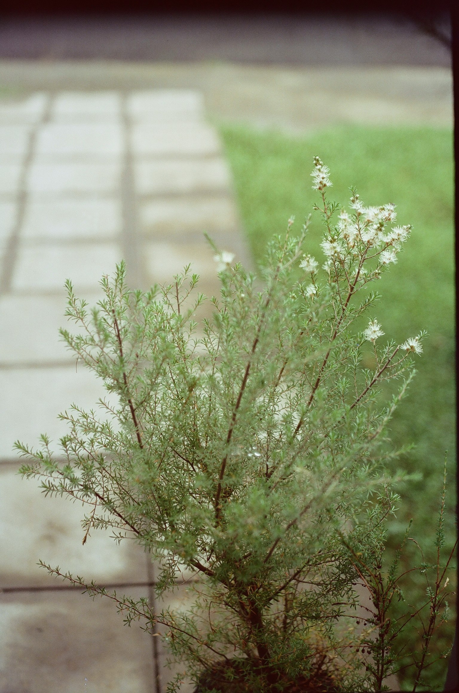 Plant with white flowers near a stone pathway and green grass