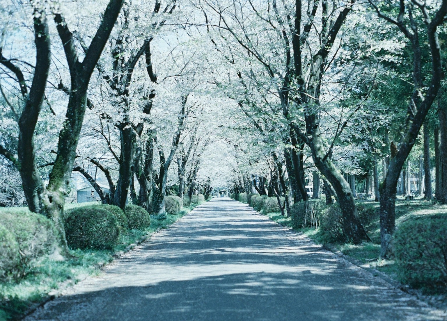 Pemandangan jalan tenang yang dikelilingi pohon sakura