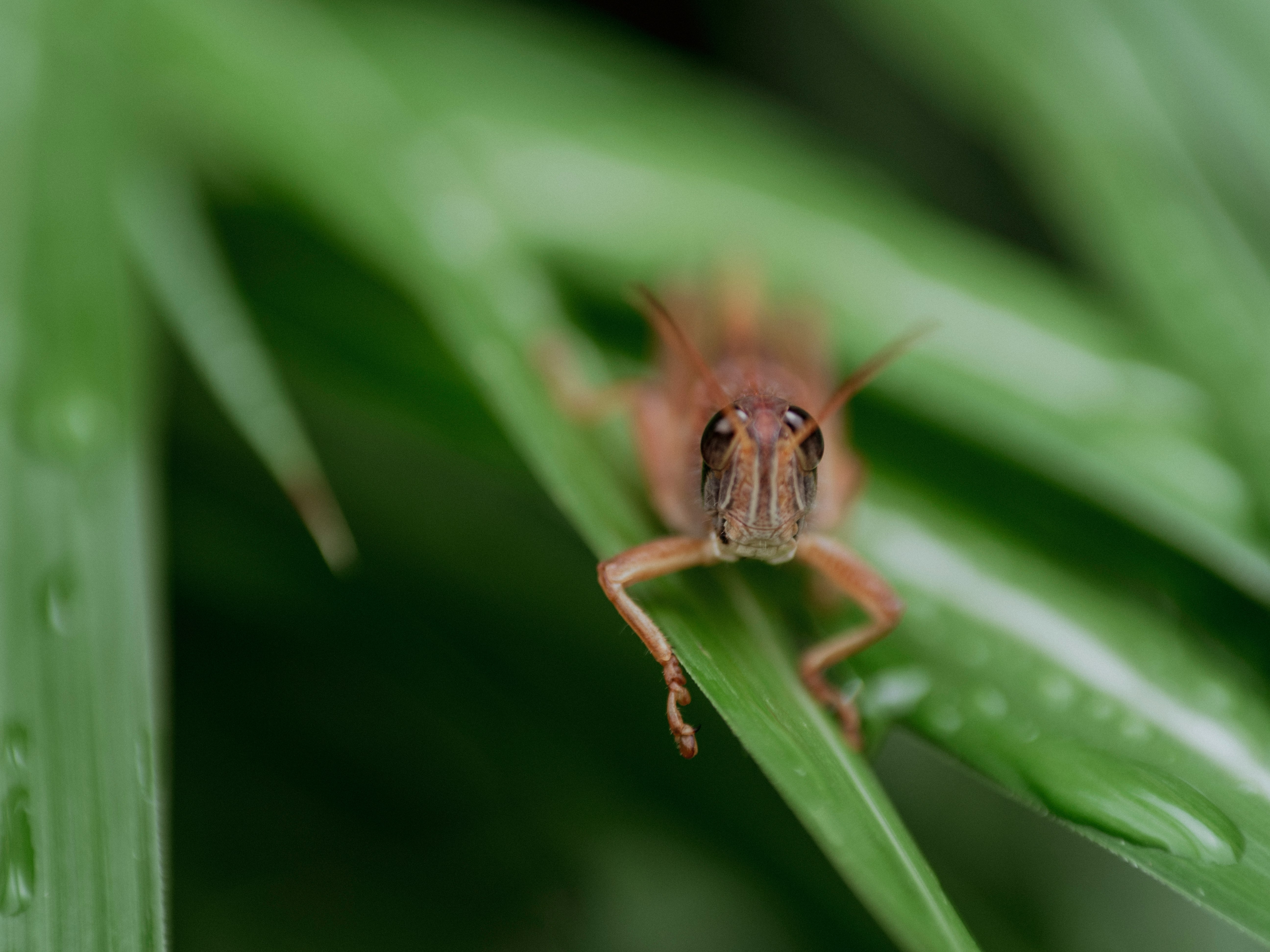 primo piano macro di un piccolo insetto su una foglia