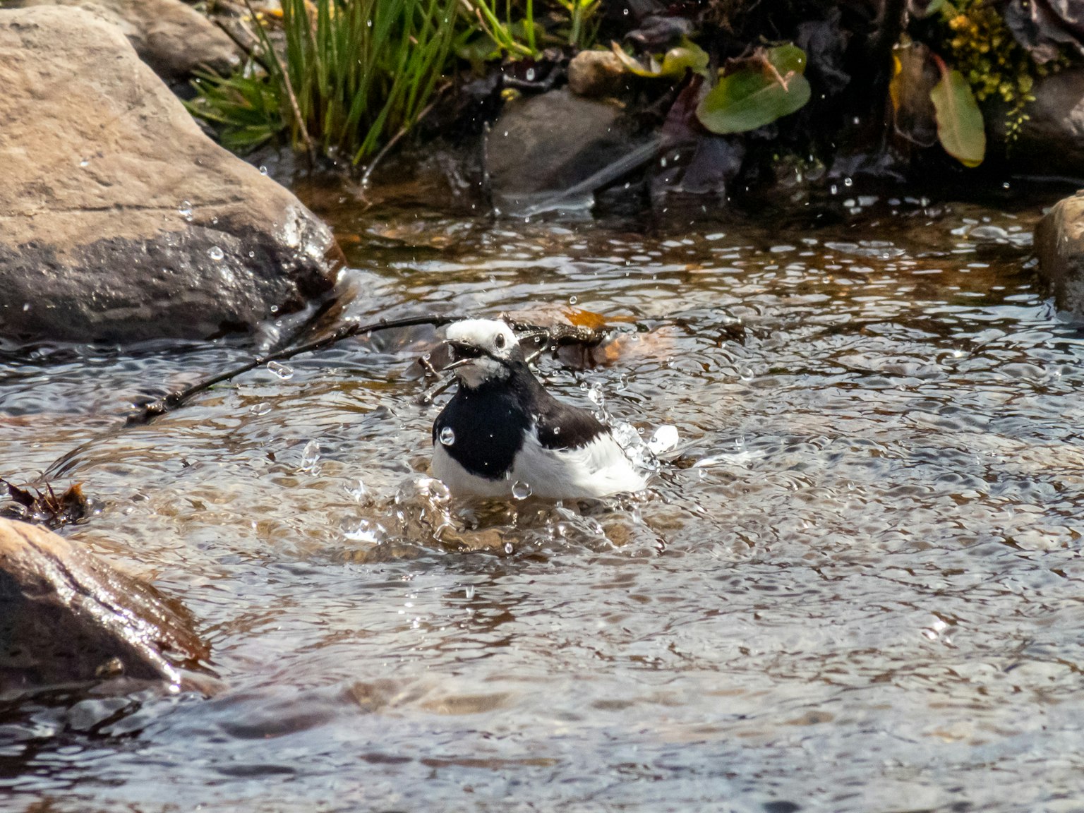 Ein schwarz-weißer Vogel, der im Wasser spielt