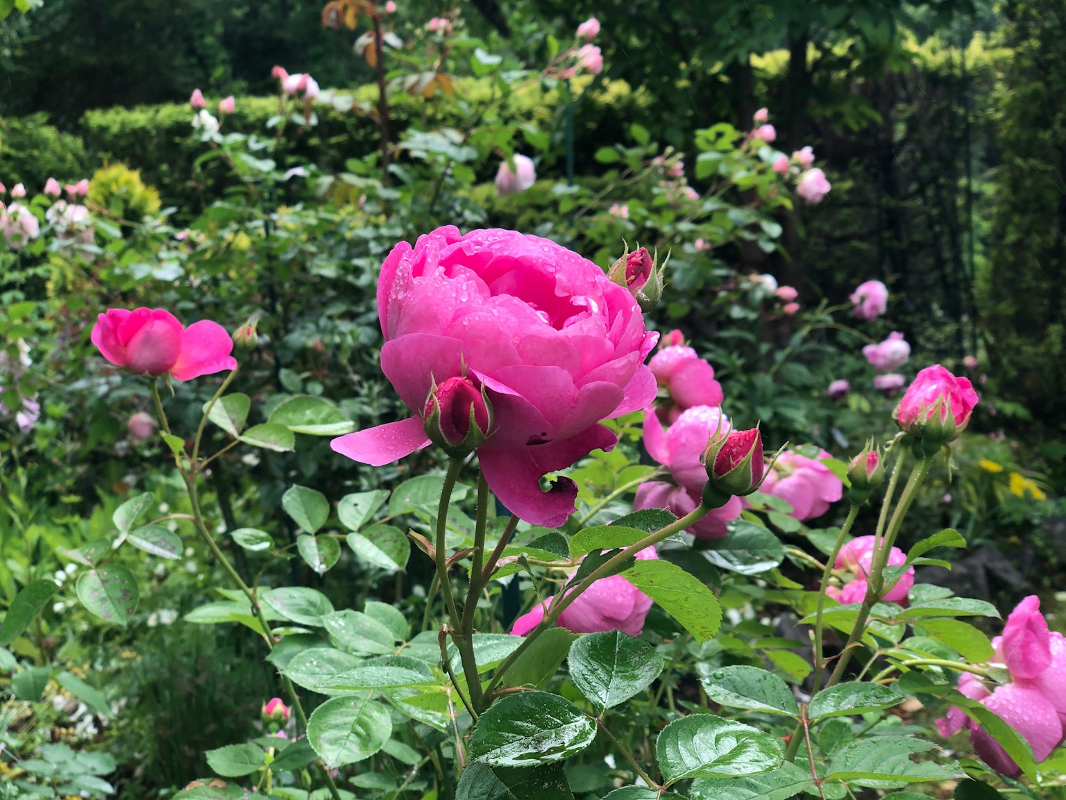 Hermosas rosas rosas floreciendo en un jardín exuberante