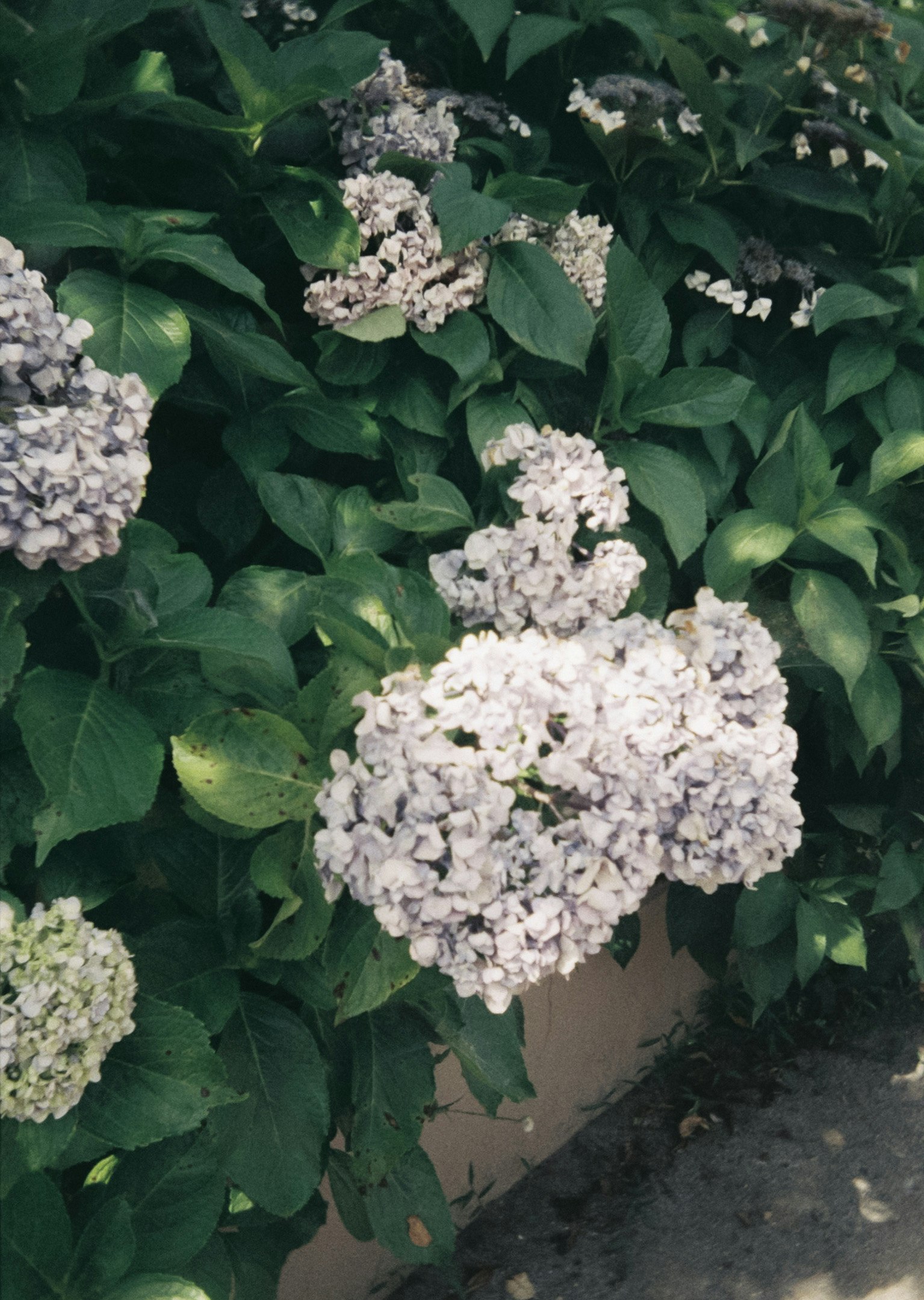 白いアジサイの花が茂る庭の小道