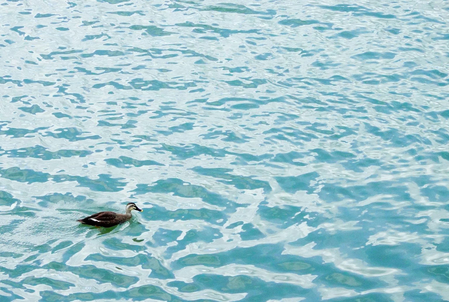 Anatra che nuota su una superficie d'acqua blu con increspature
