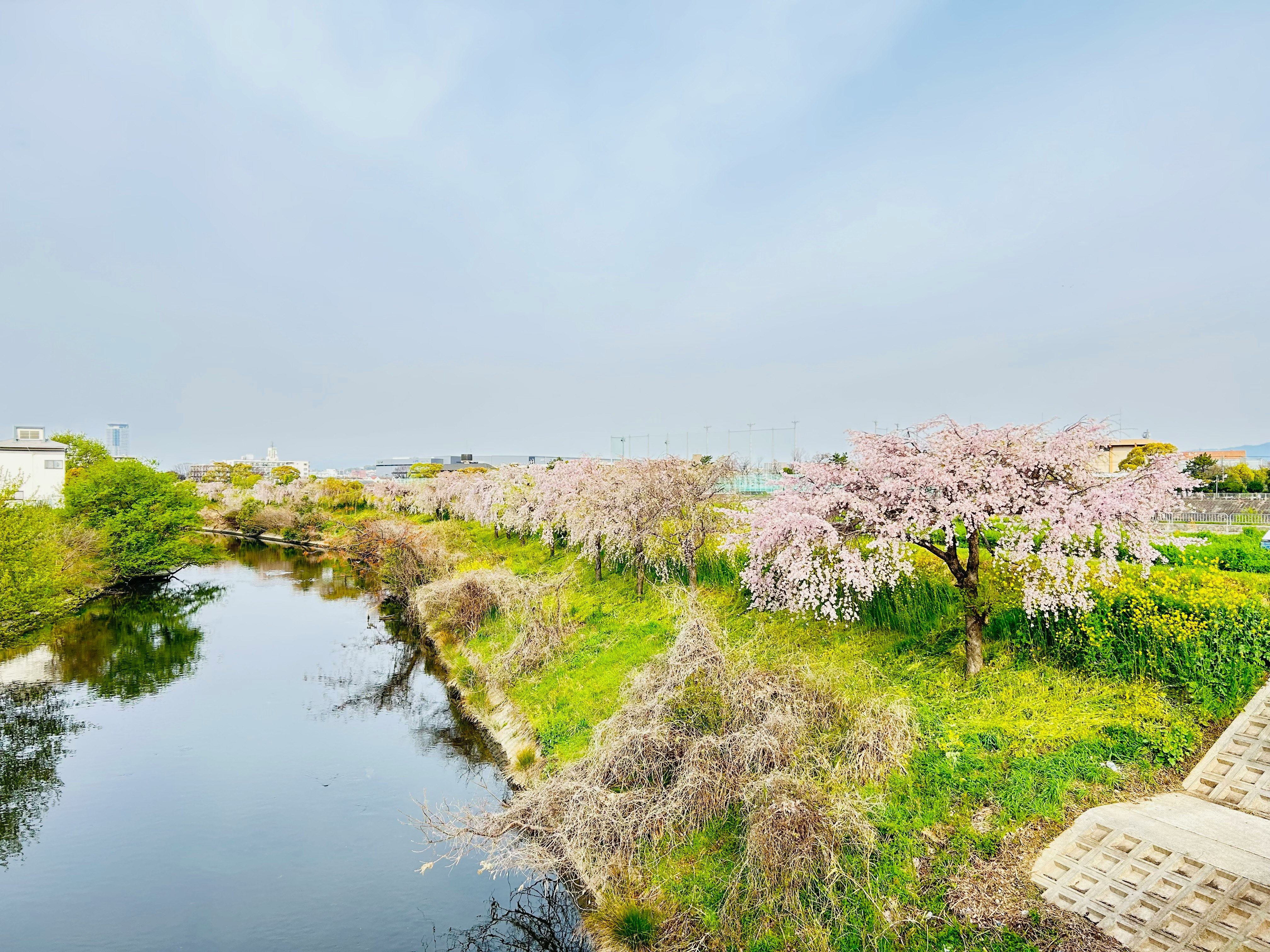 川沿いの遊歩道と春の桜並木の風景