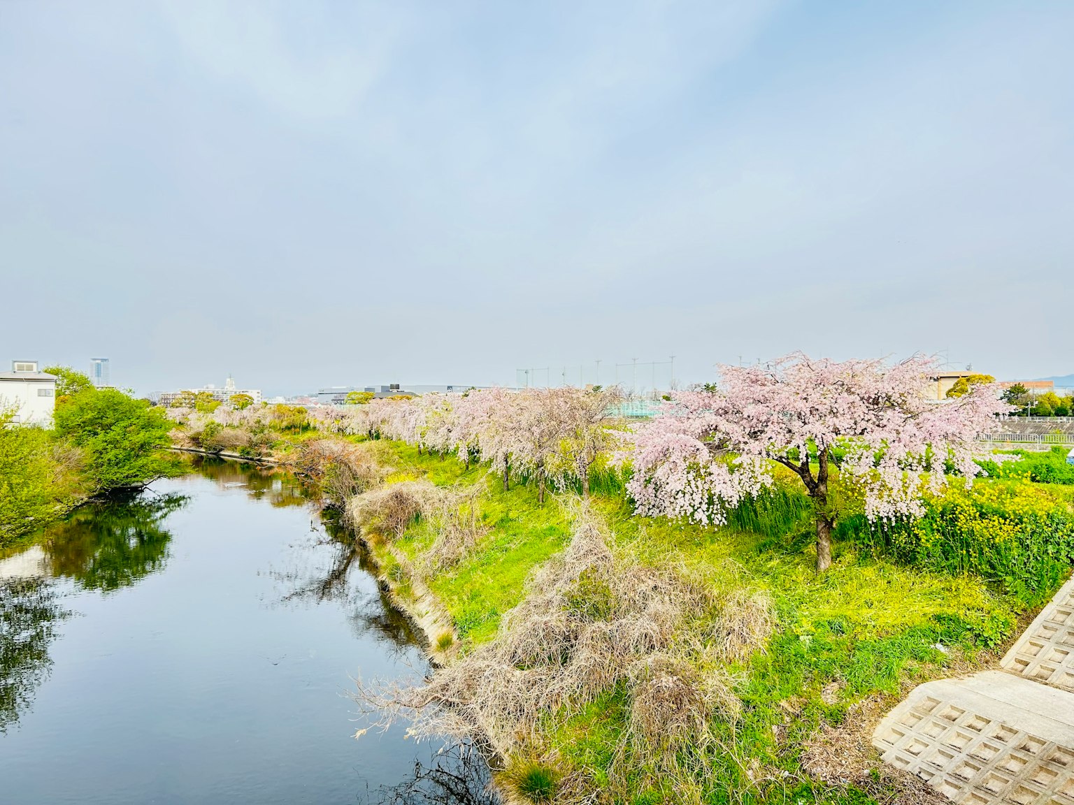 Pohon bunga sakura di tepi sungai dengan rumput hijau