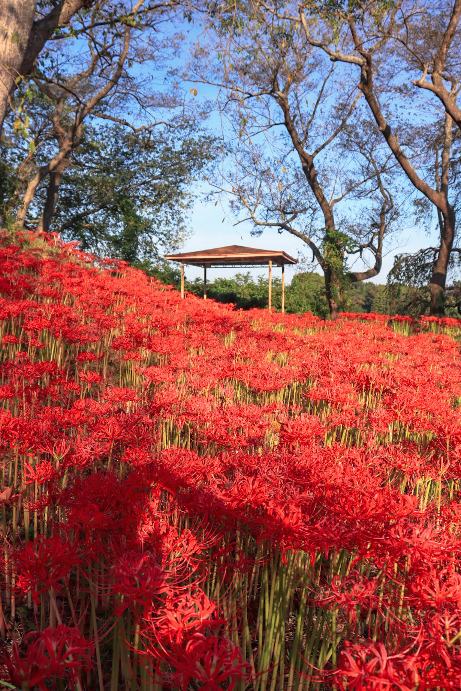 Field of red flowers with a gazebo surrounded by trees
