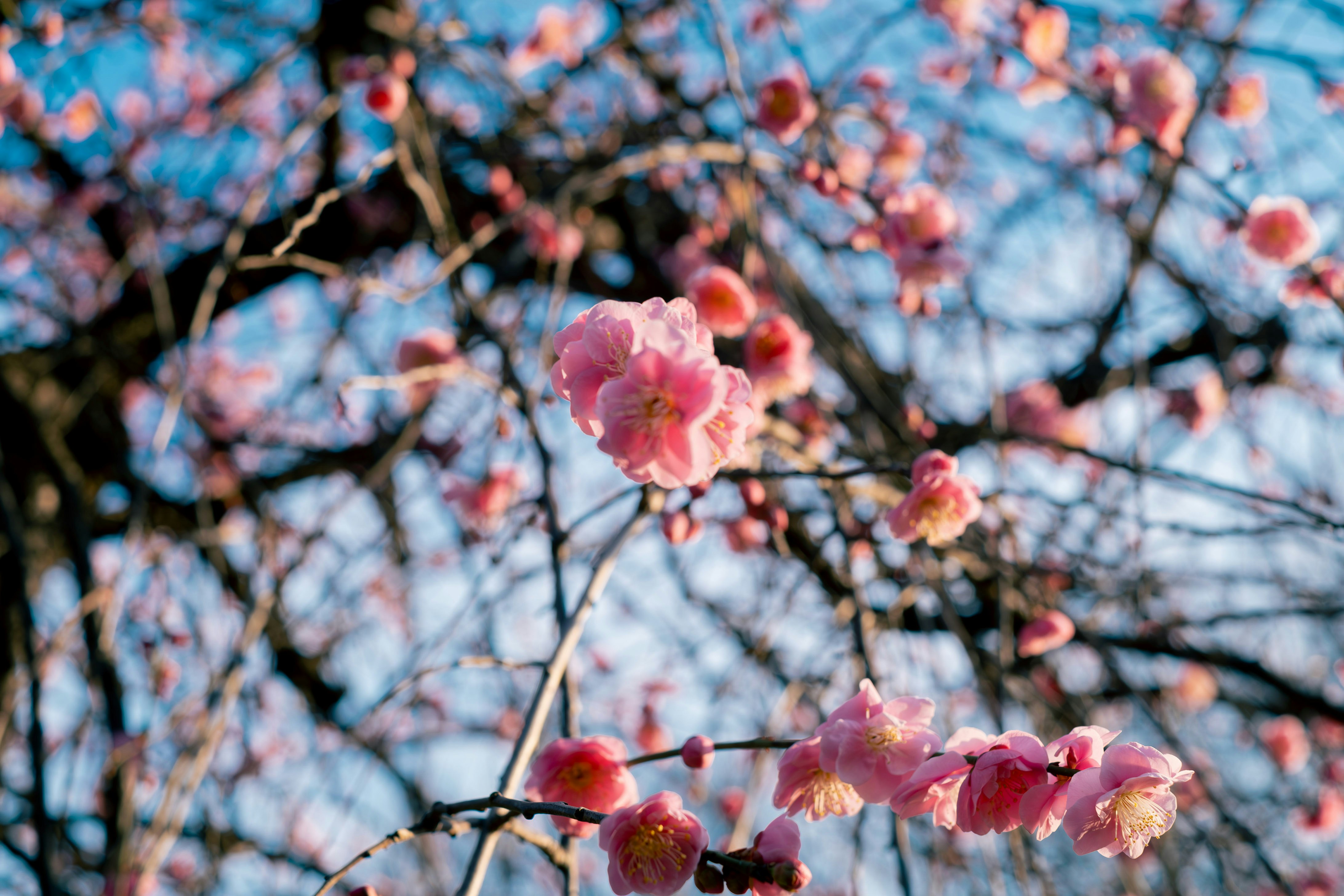 青空の下で咲く桃色の花が枝に揺れる梅の木