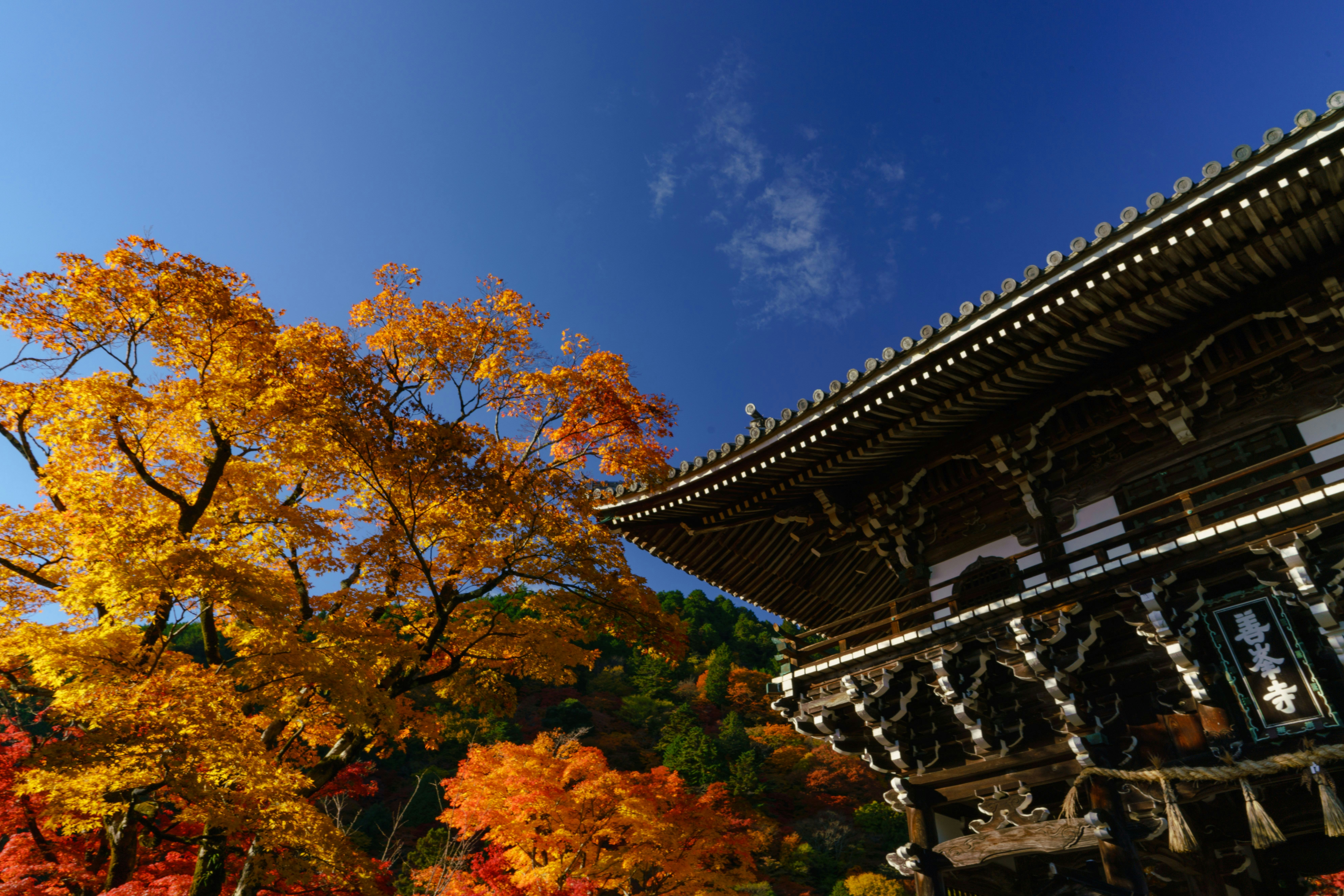 紅葉の木々と寺院の屋根が青空に映える景色