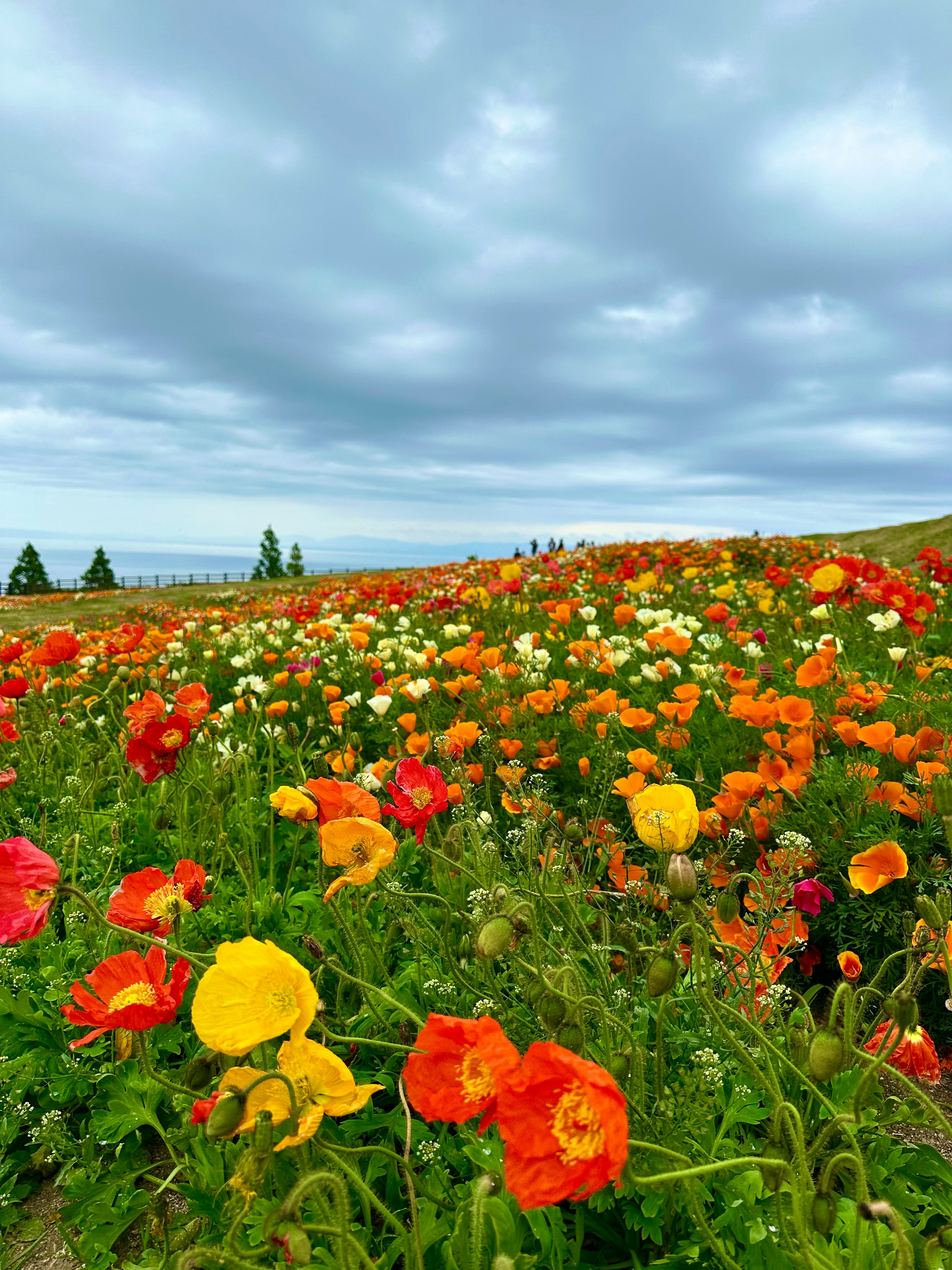 オレンジと黄色の花畑と青い空