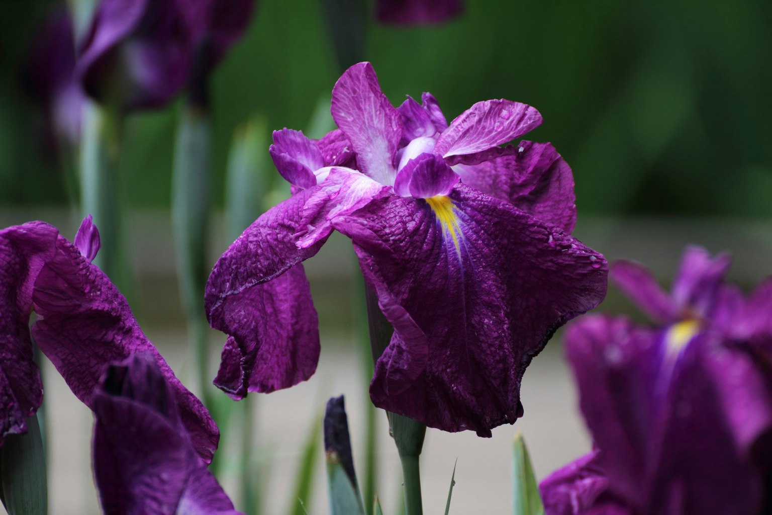 Sekelompok bunga iris ungu dengan kelopak halus