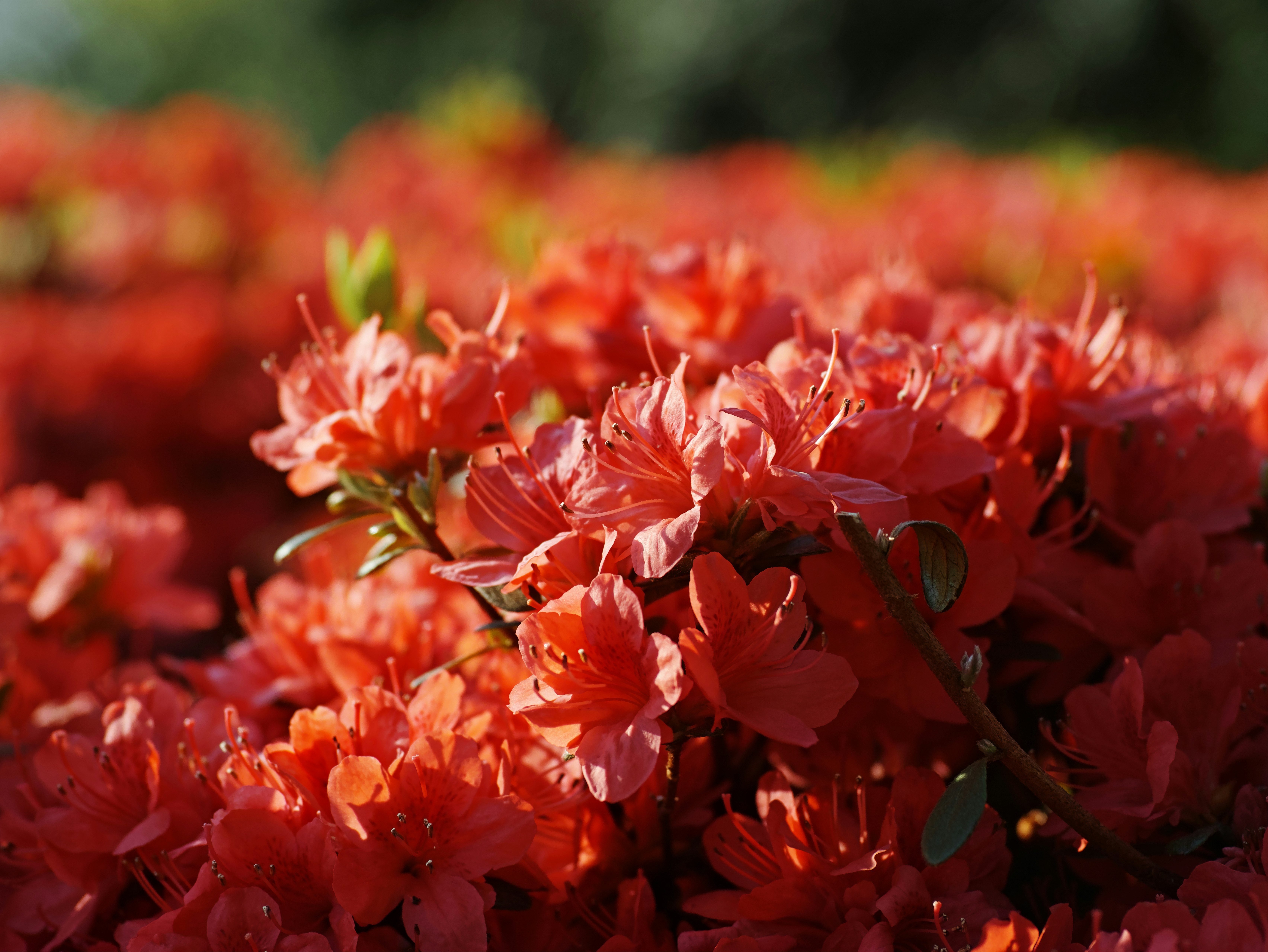 赤い花が群生する花壇のクローズアップ