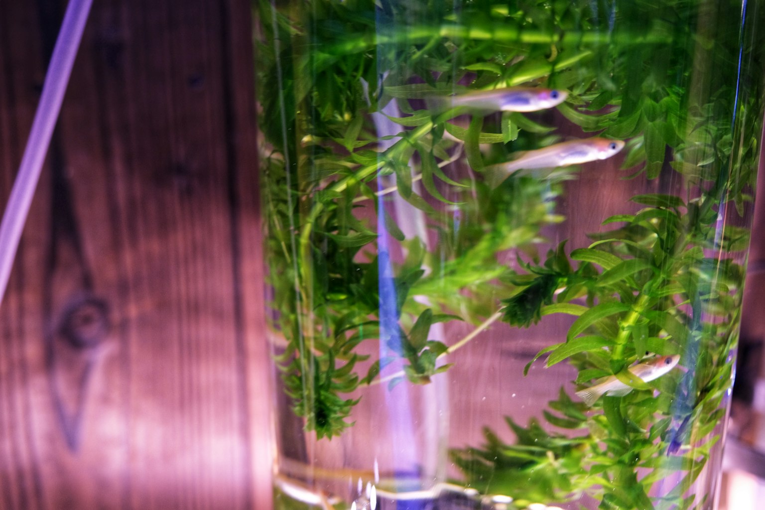 Interior de un acuario con plantas acuáticas y peces pequeños nadando