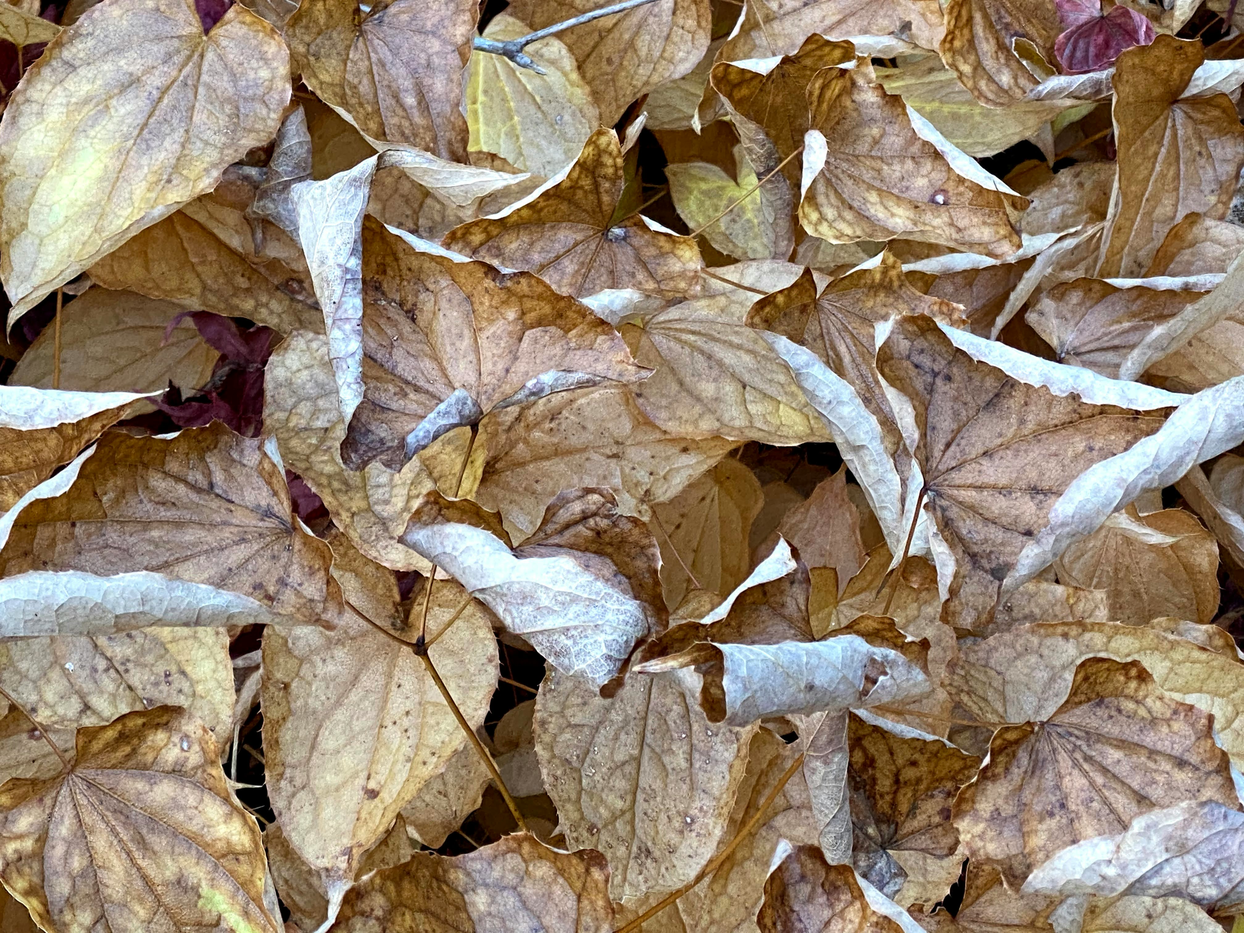 close-up of overlapping autumn fallen leaves