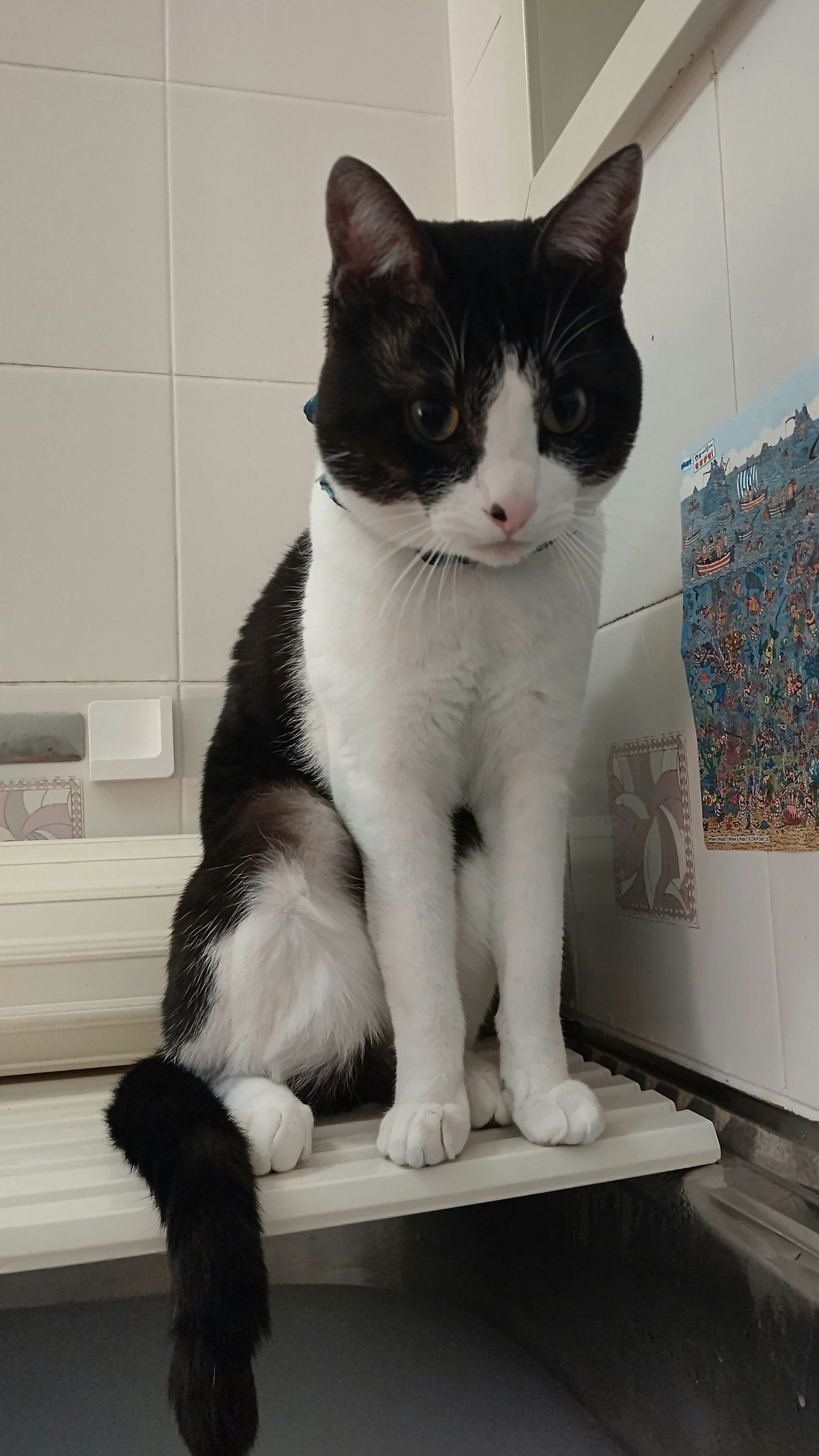 Un gatto bianco e nero seduto su uno scaffale