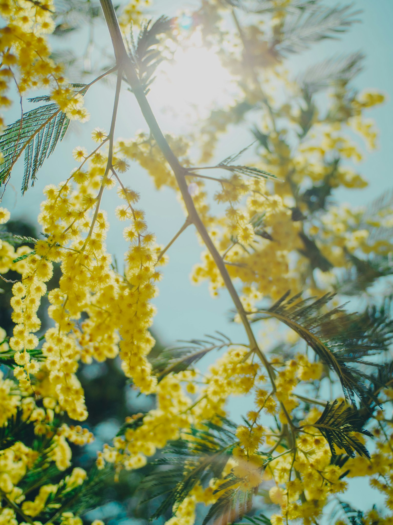 Cận cảnh hoa mimosa vàng dưới bầu trời xanh sáng