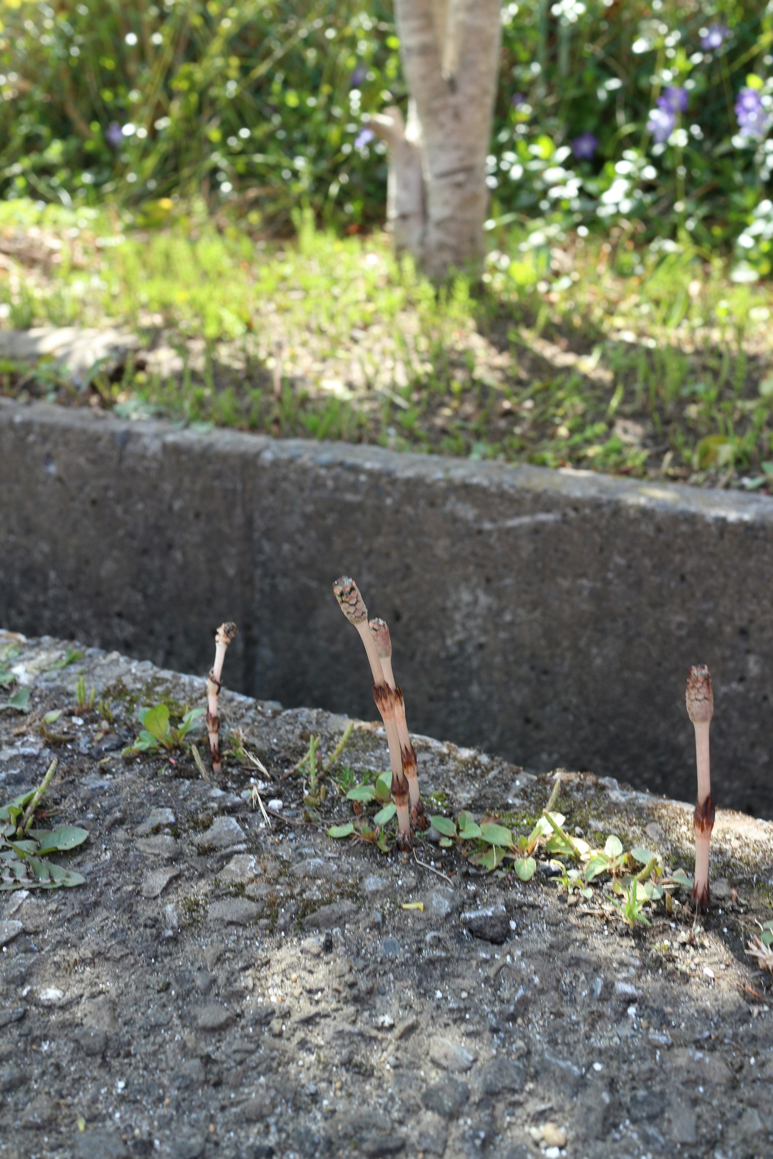 Small plants and dried stems emerging from a concrete crack