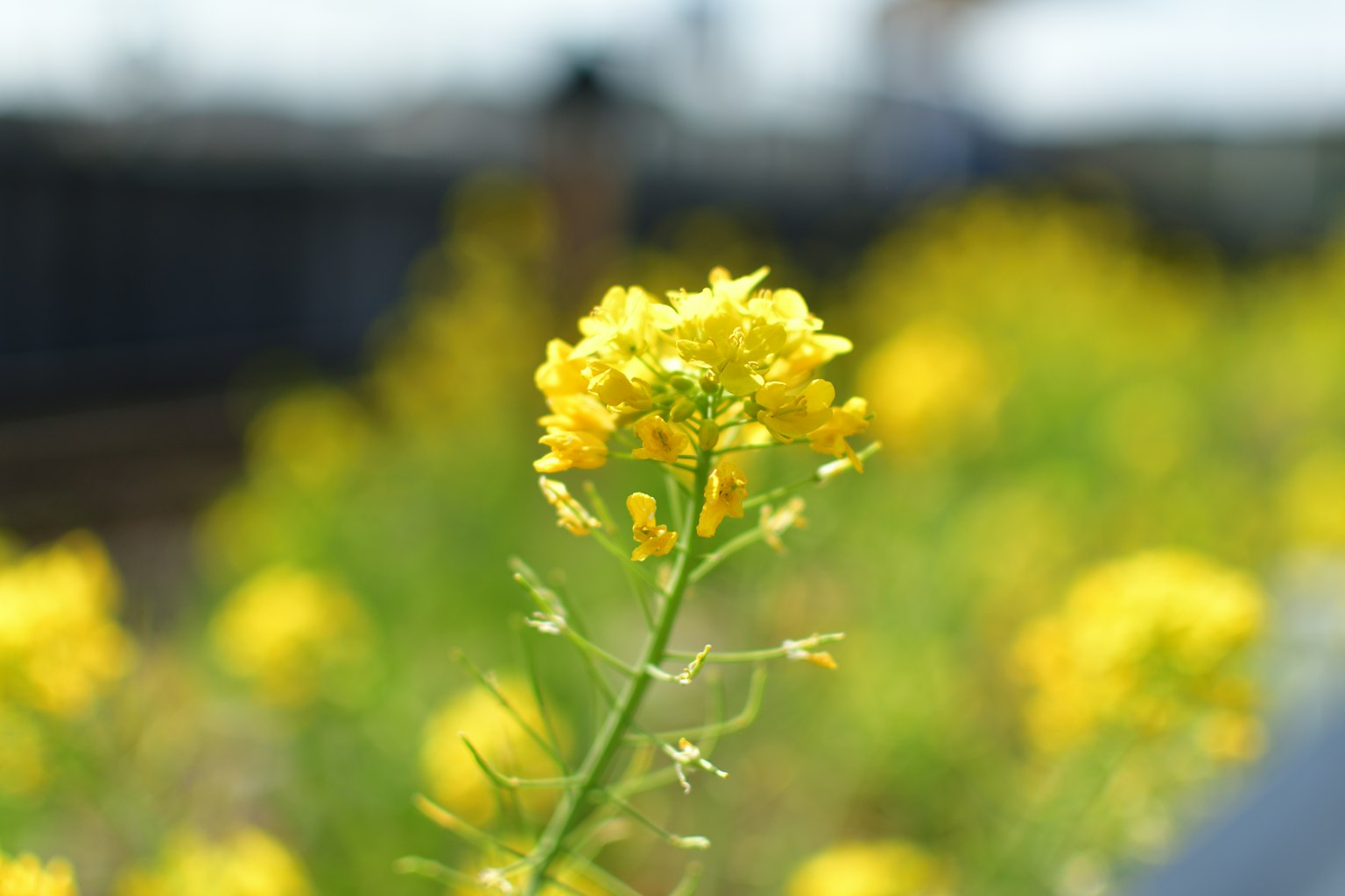Nahaufnahme einer gelben Blume mit grünen Blättern im Vordergrund und einem verschwommenen Feld gelber Blumen im Hintergrund