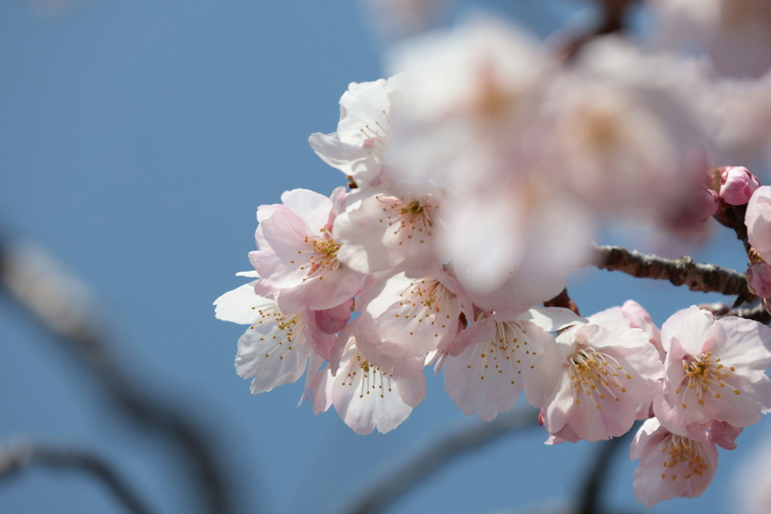 Nahaufnahme von Kirschblüten, die unter einem blauen Himmel blühen