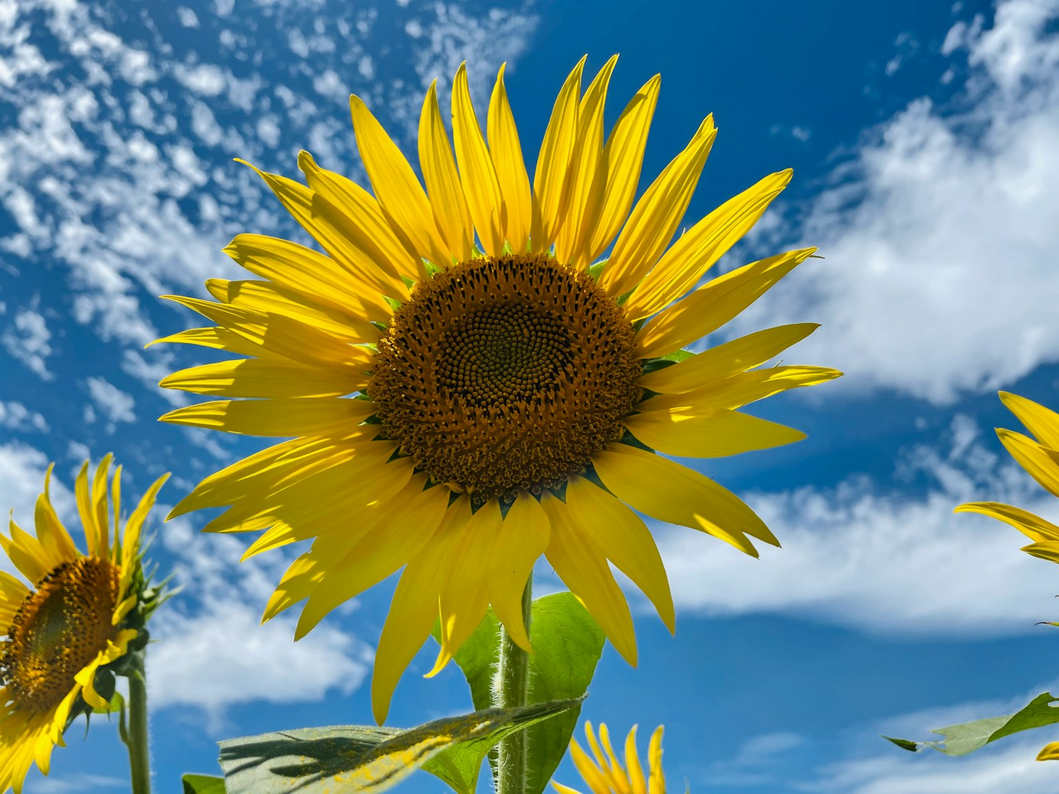 Lebendige Sonnenblume blüht unter blauem Himmel