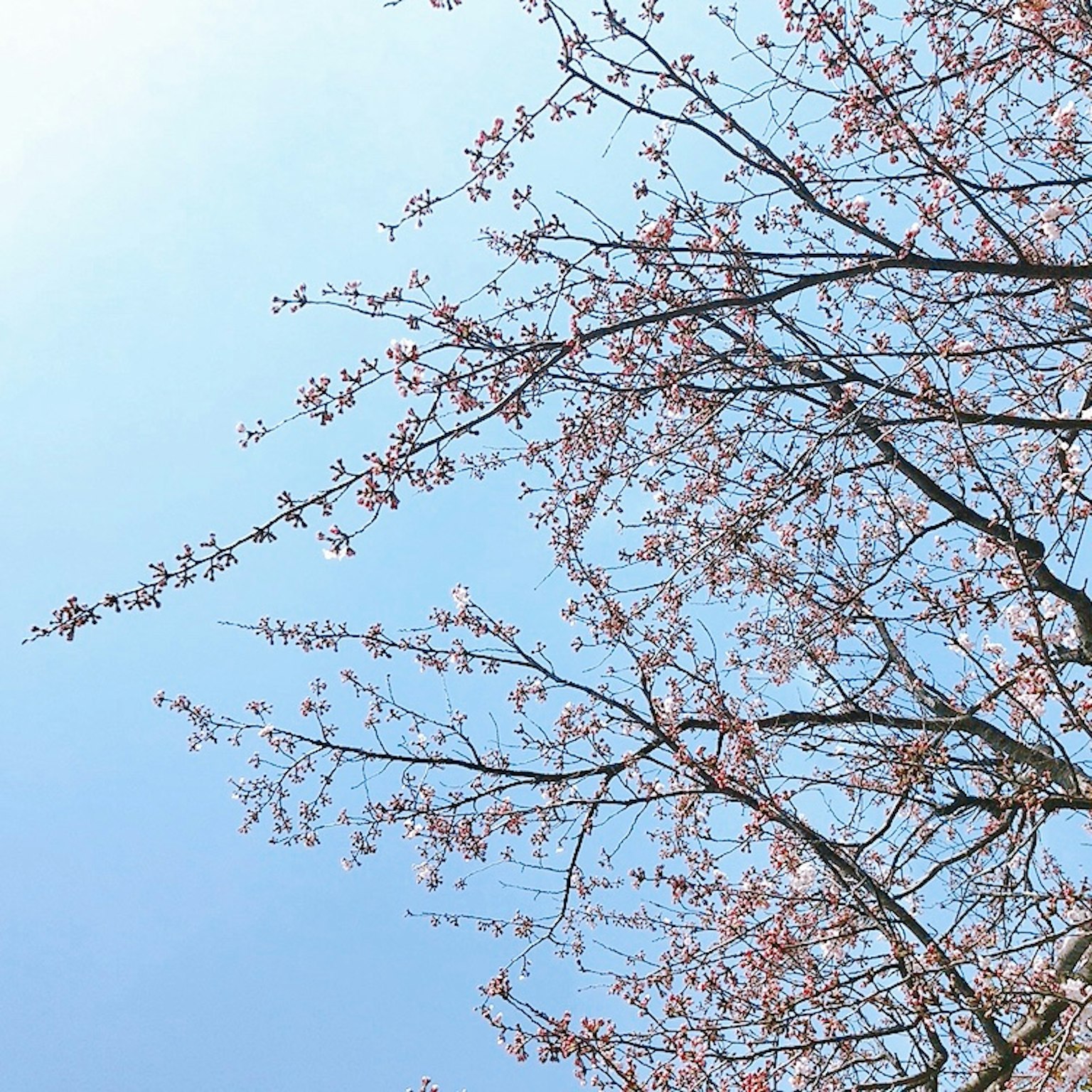 Kirschbaumzweige mit Blüten vor blauem Himmel