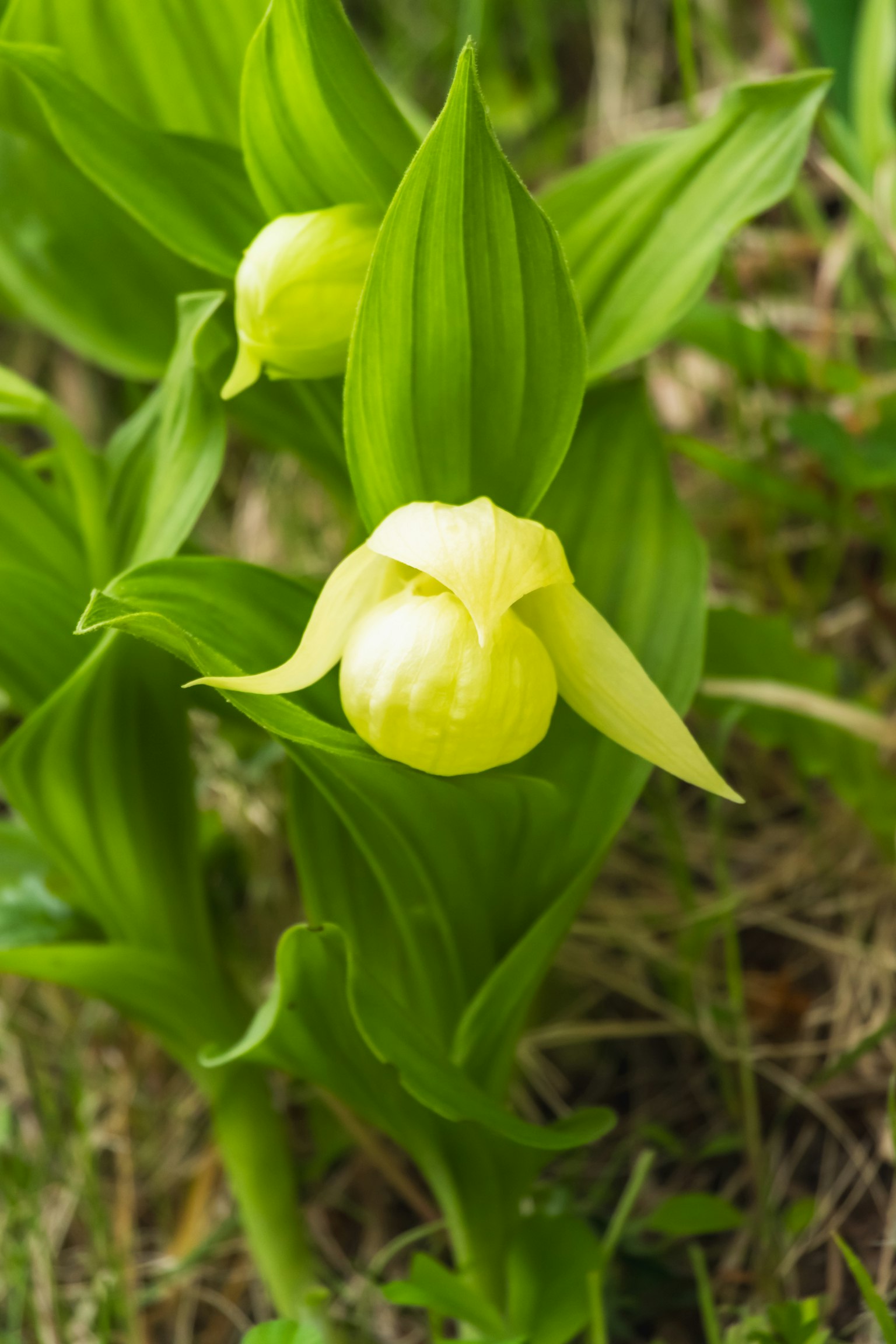 Yellow flower with green leaves belonging to an orchid species