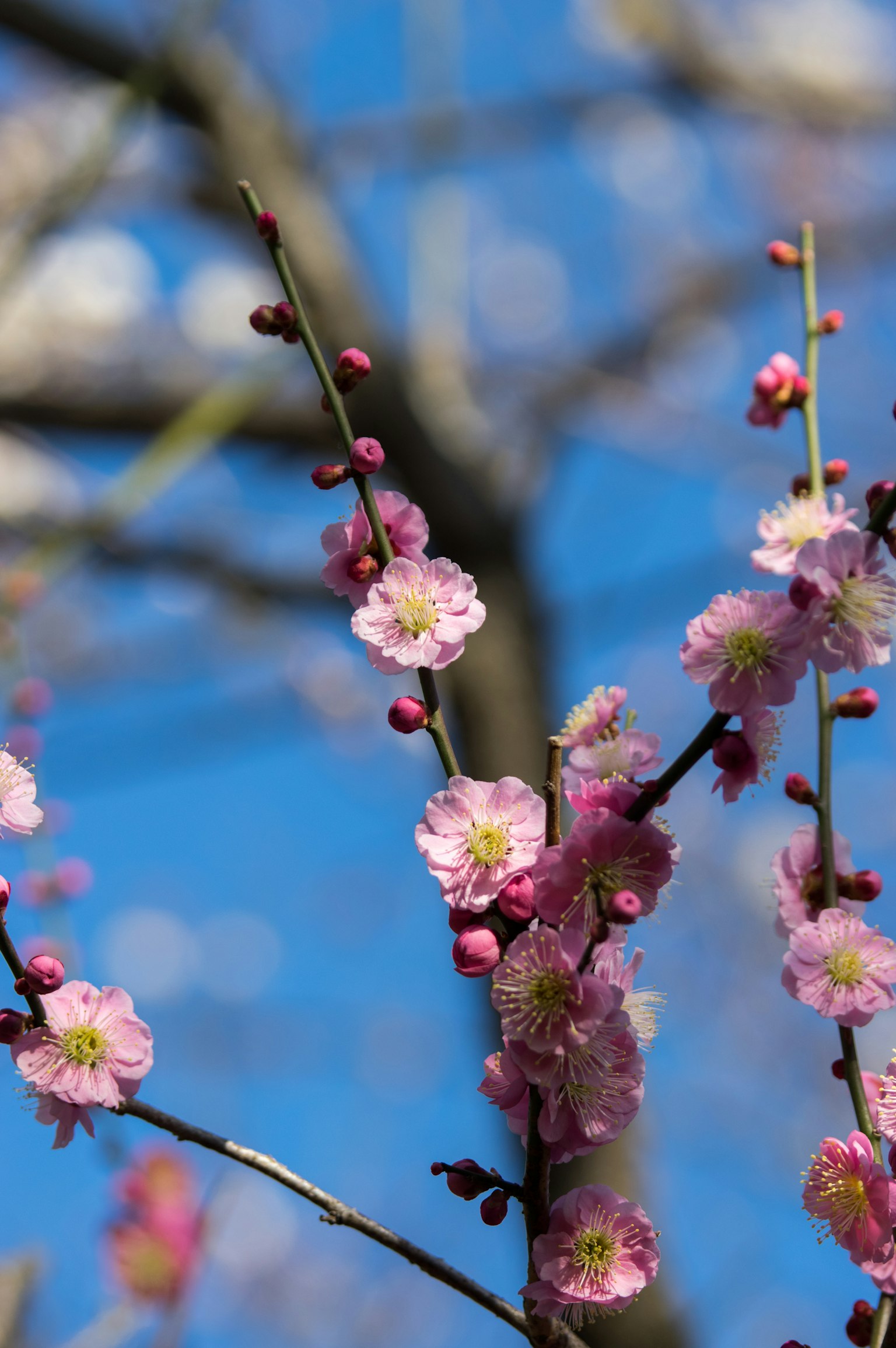 Zweig von Pflaumenblüten blüht unter blauem Himmel