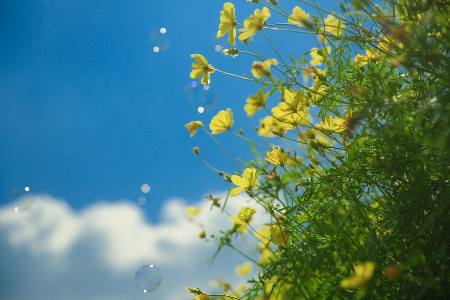 Un paesaggio con fiori gialli contro un cielo blu e nuvole
