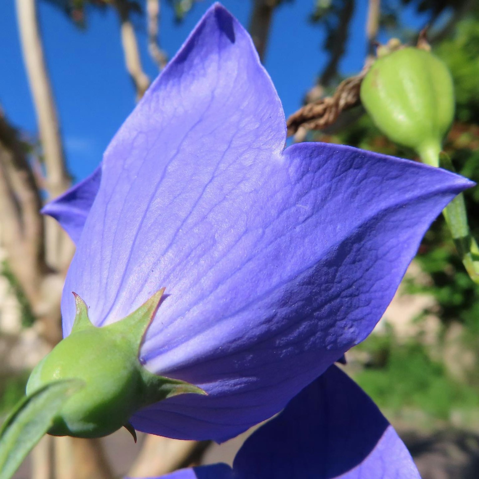 ภาพระยะใกล้ของพืชที่มีกลีบสีม่วงที่โดดเด่น