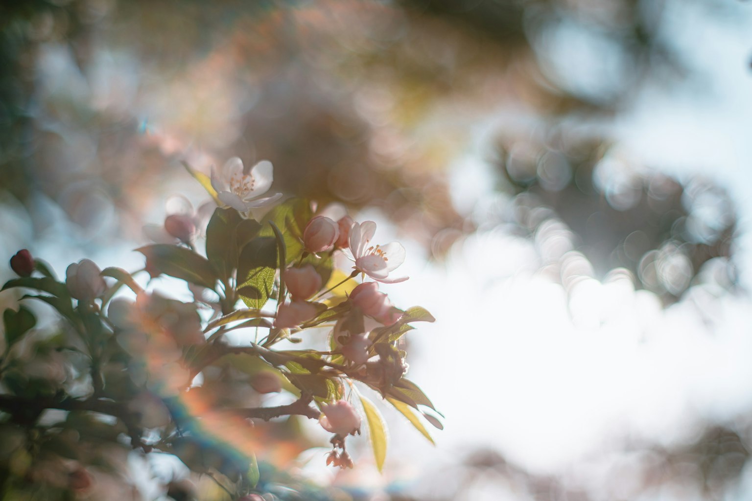 Image floue de fleurs et de feuilles illuminées par une lumière douce