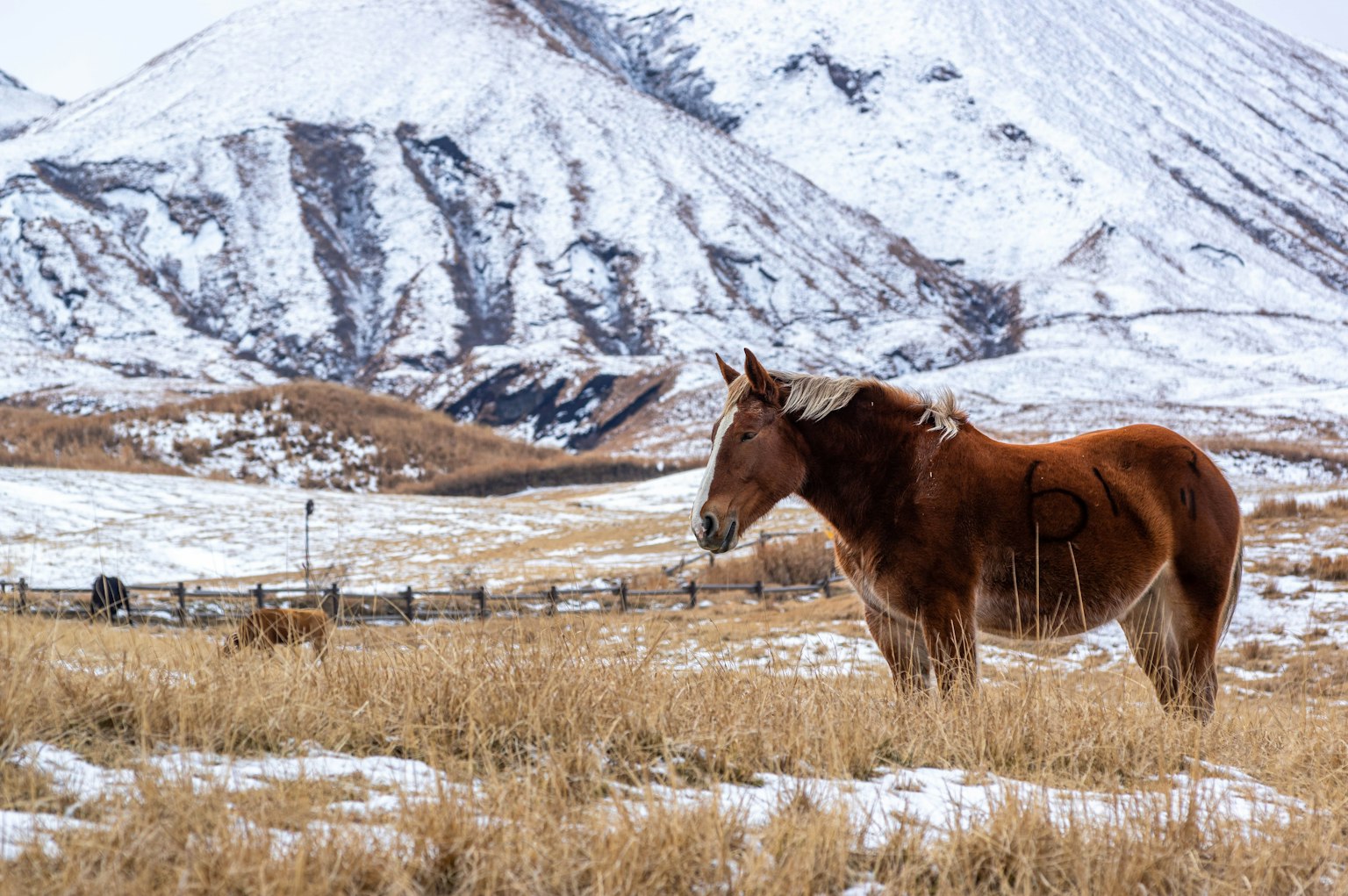 Horse standing in a snowy landscape with mountains in the background