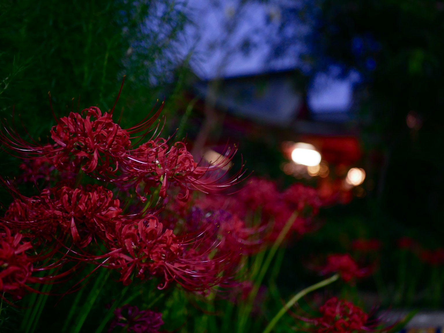 夜の庭に咲く赤い彼岸花の群れとぼんやりした背景の光