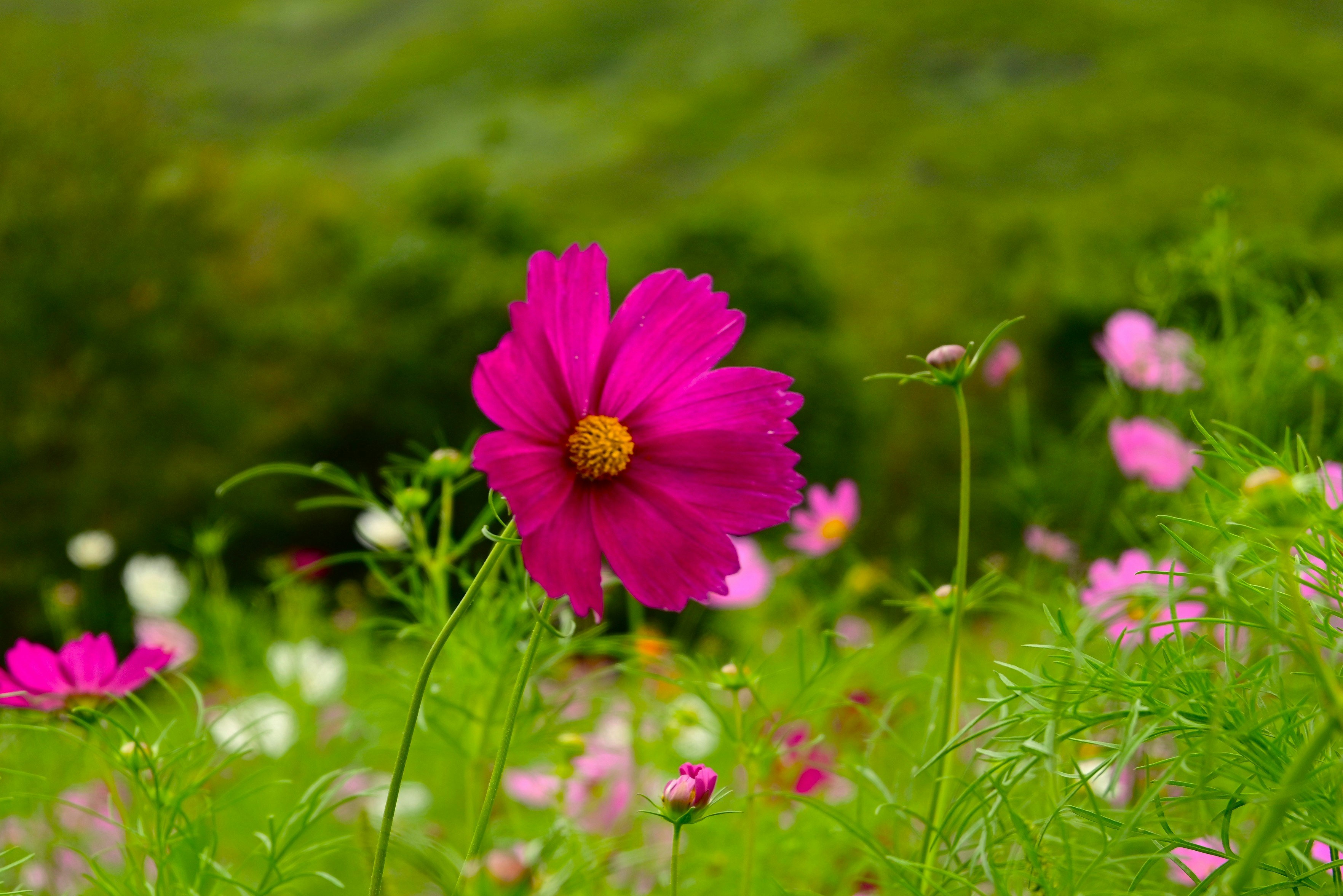 ピンクのコスモスが咲く草地の花畑