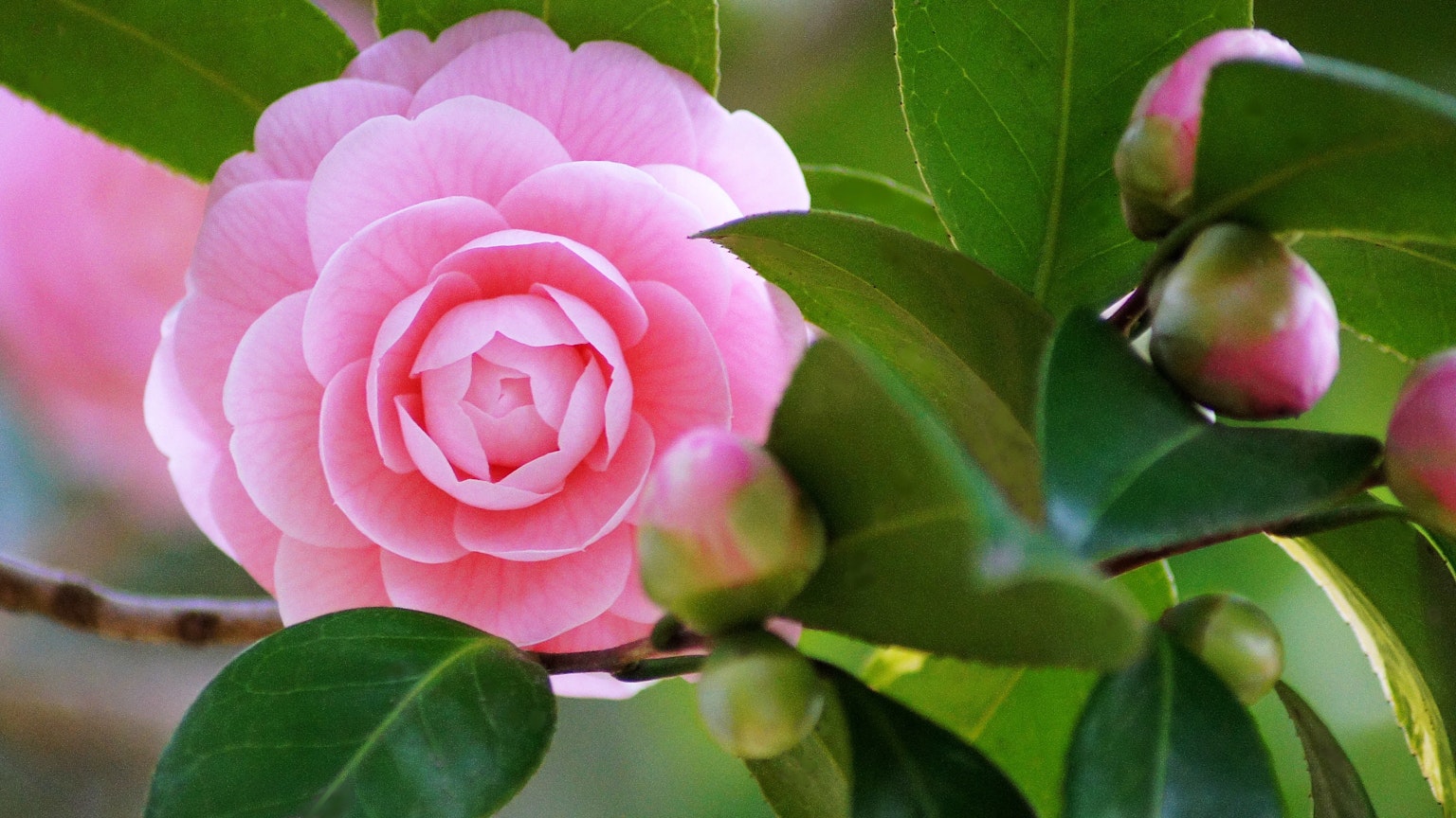 Primer plano de una flor de camelia rosa y hojas verdes