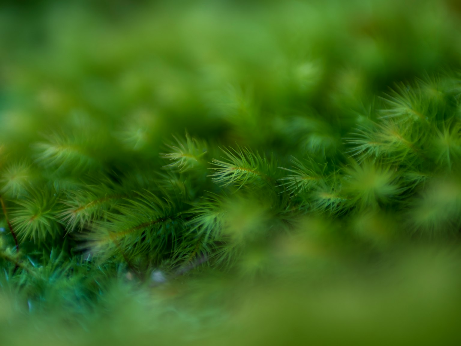 Photo en gros plan de mousse verte avec un fond flou doux