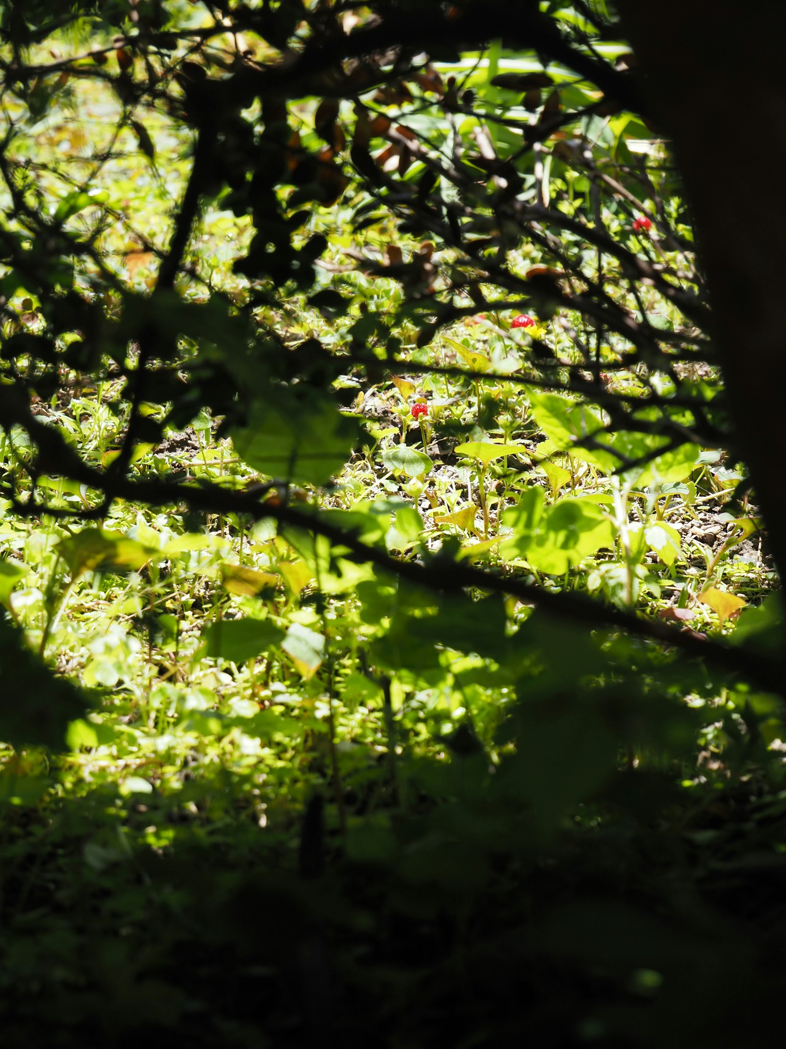 Natural scene with green plants and tree shadows