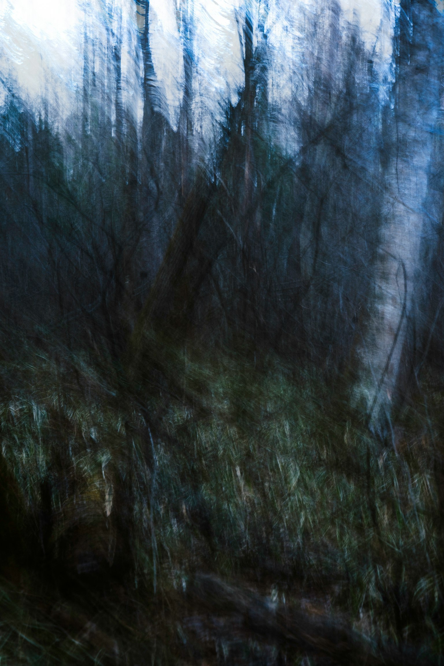 Árboles borrosos y hierba en un entorno forestal oscuro