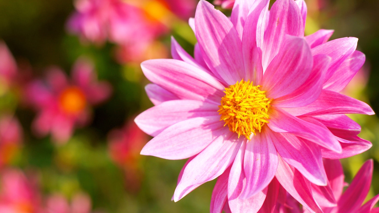 Bunga pink cerah dengan pusat kuning Dalia