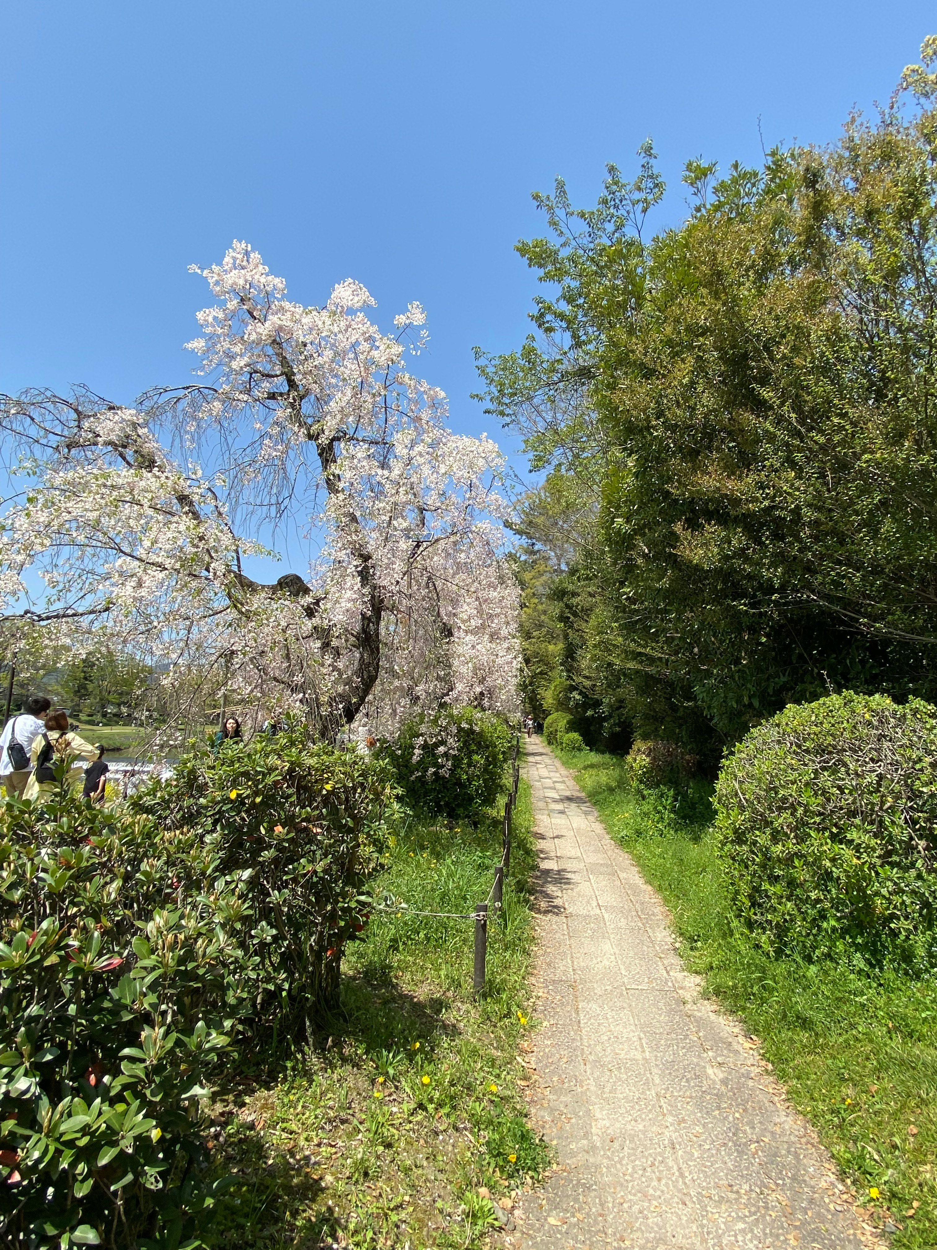 鴨川沿いの遊歩道で咲く桜の並木と緑の生け垣