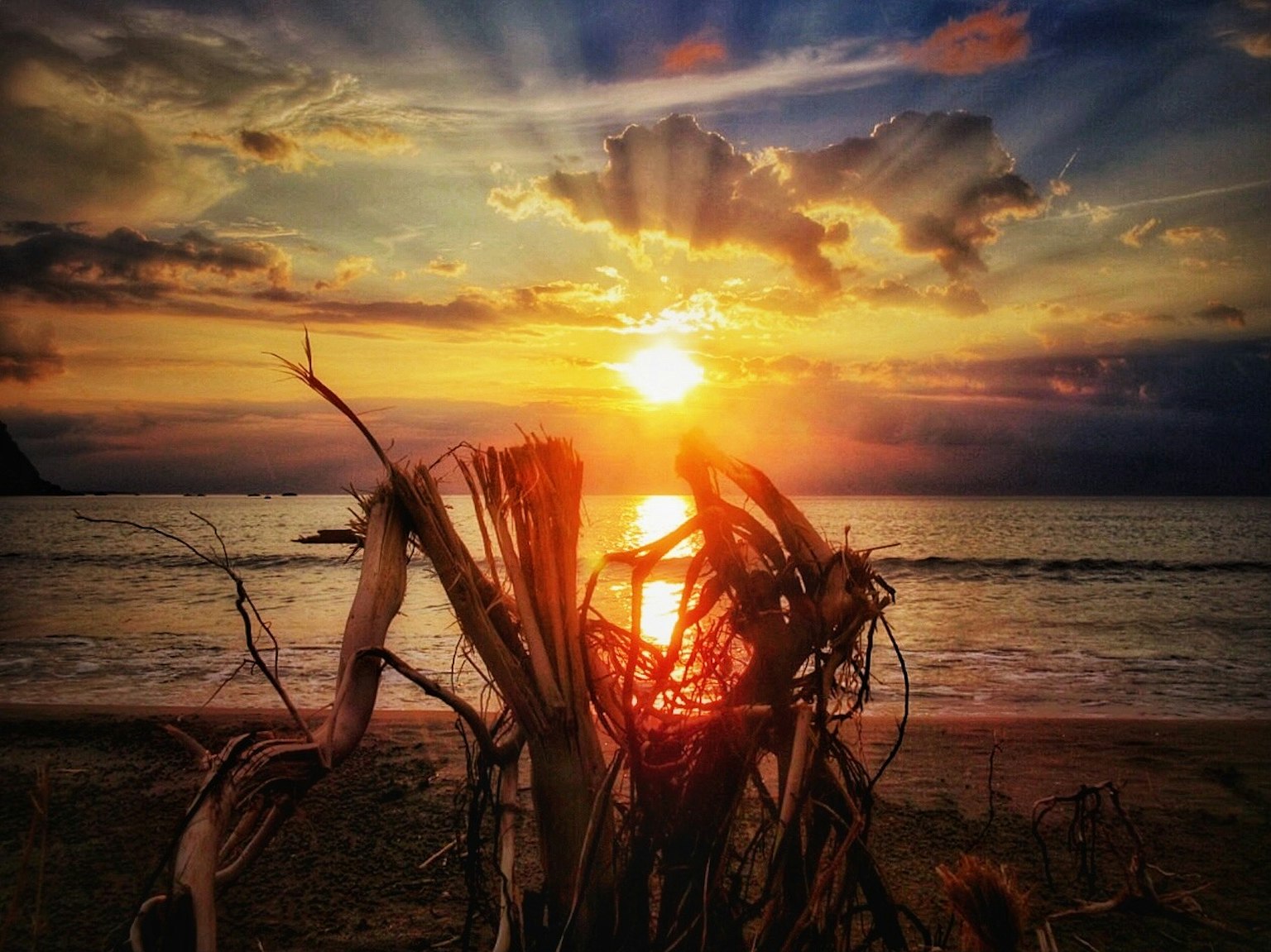 Vue de plage pittoresque avec un coucher de soleil vibrant et des racines d'arbre sèches au premier plan