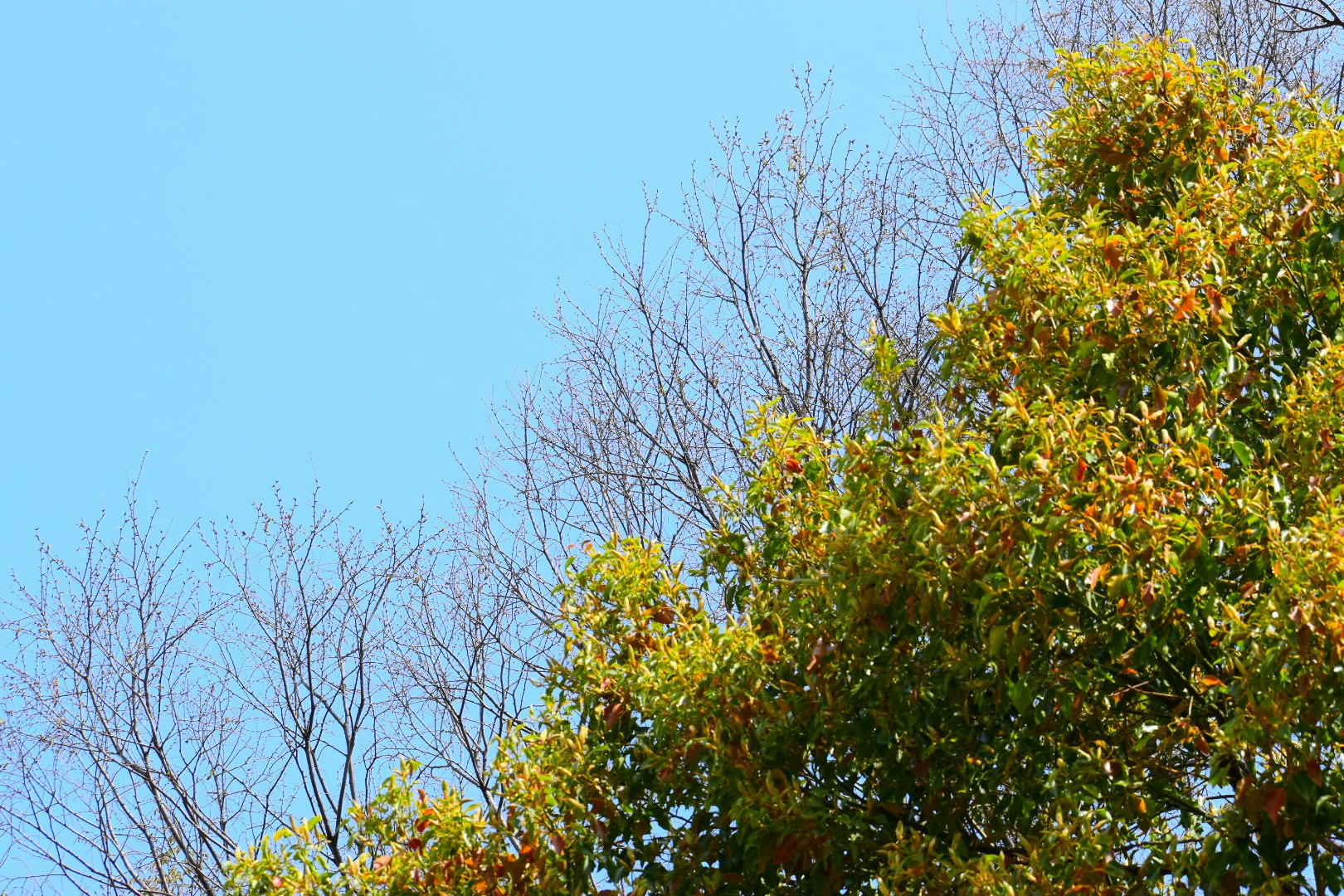 青空の下、枝先に咲く樹木の葉と花