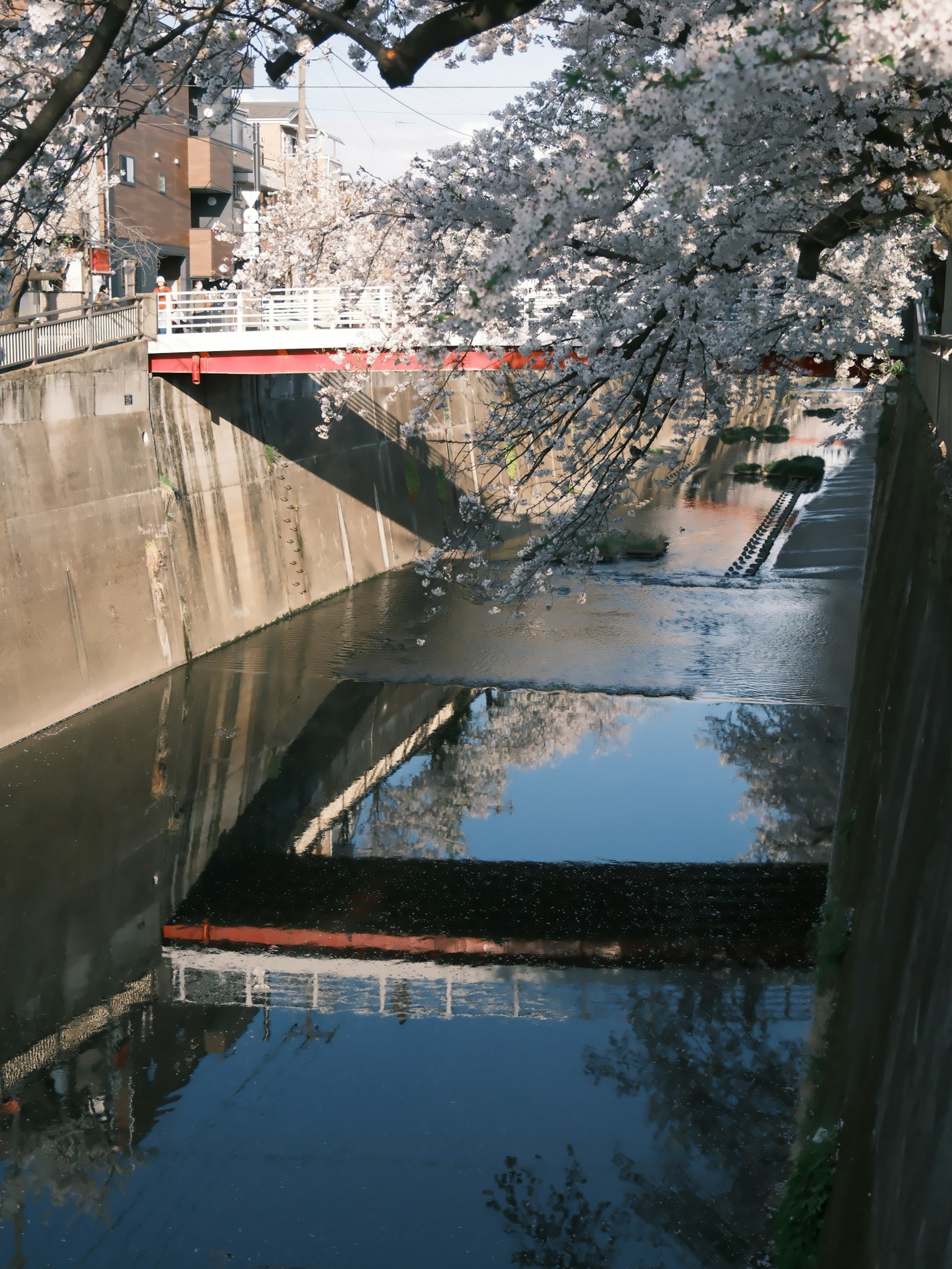 Scenic view of a river with cherry blossoms a bridge and reflections on the water