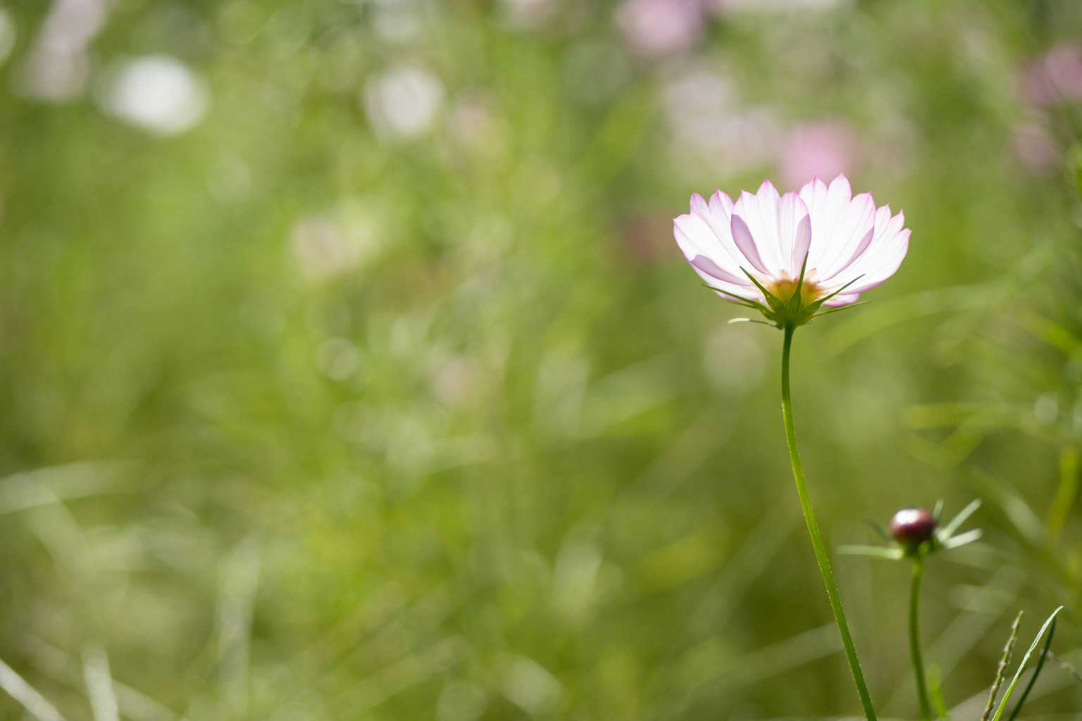 Bunga pink yang mekar di antara rumput hijau dalam lanskap lembut