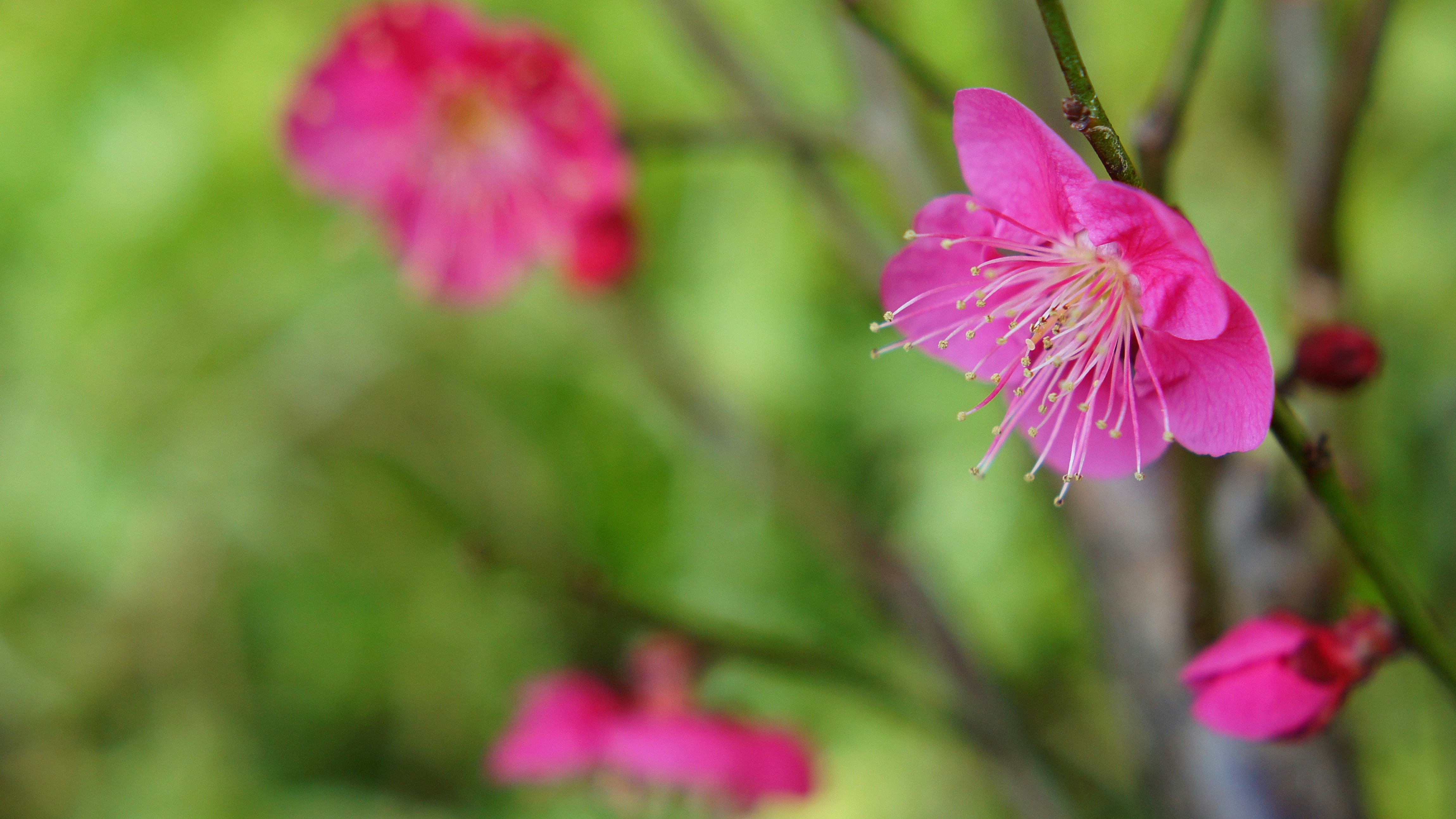 紅梅の花とピンクの花びらが咲く枝先