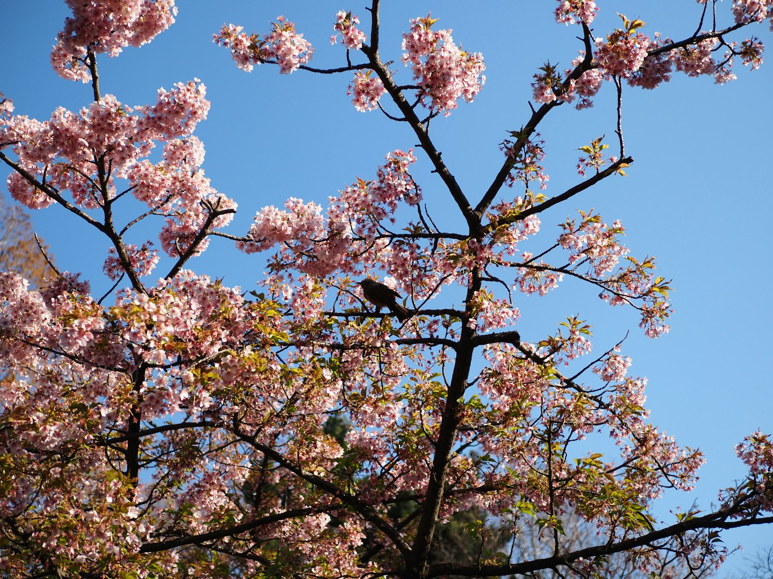 Un pájaro posado en un árbol de cerezo en flor bajo un cielo azul