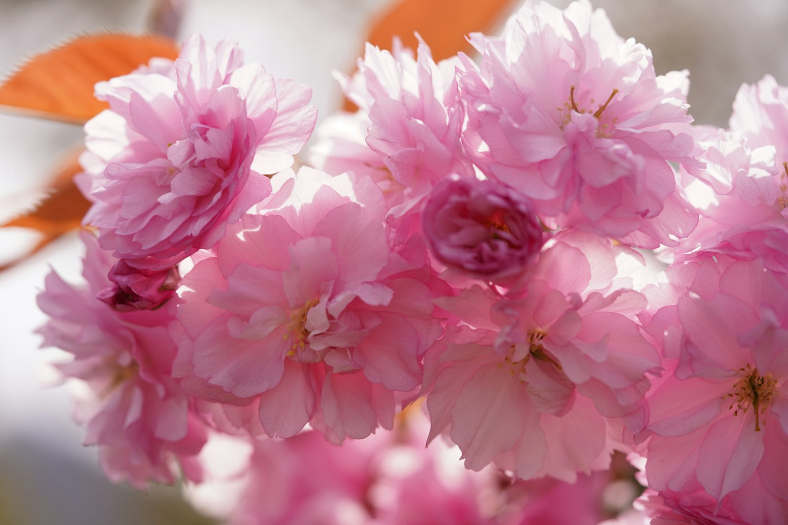Fiori di ciliegio in piena fioritura con petali rosa sovrapposti