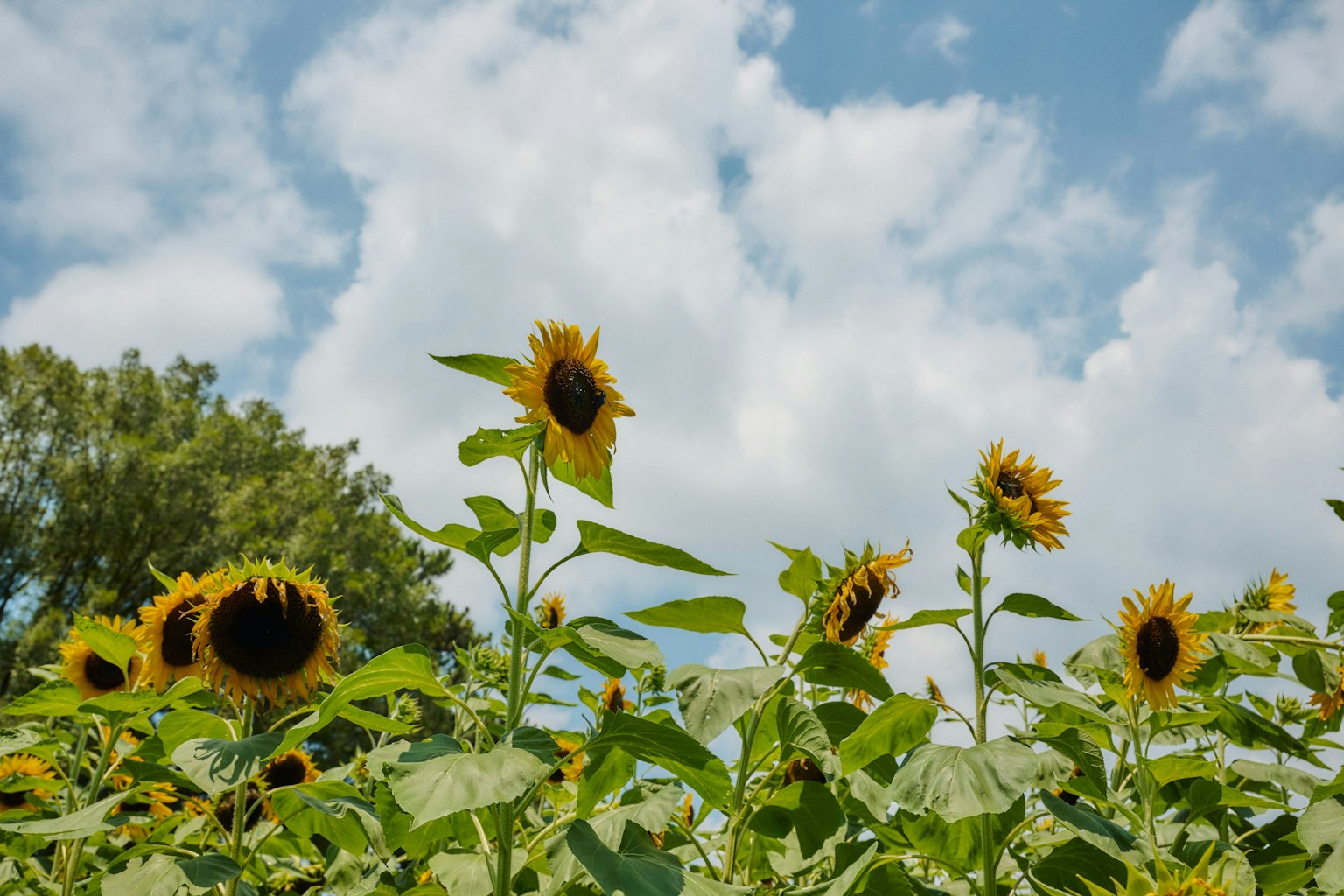 Champ de tournesols sous un ciel bleu avec des nuages moelleux