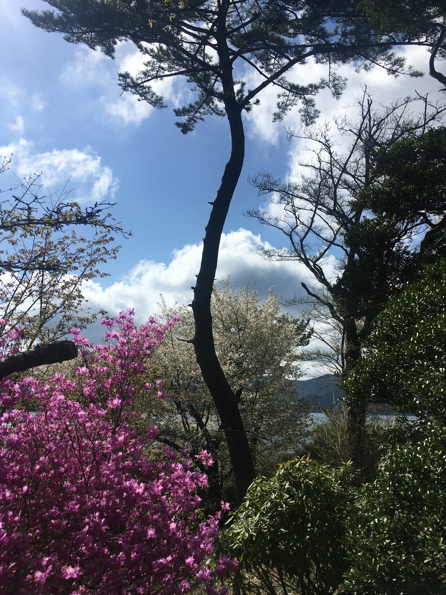 Fiori colorati e alberi contro un cielo blu con nuvole