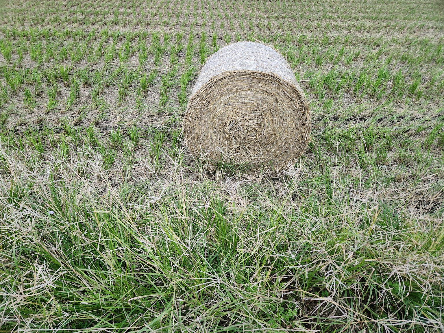 Rouleau de foin dans un champ de riz vert
