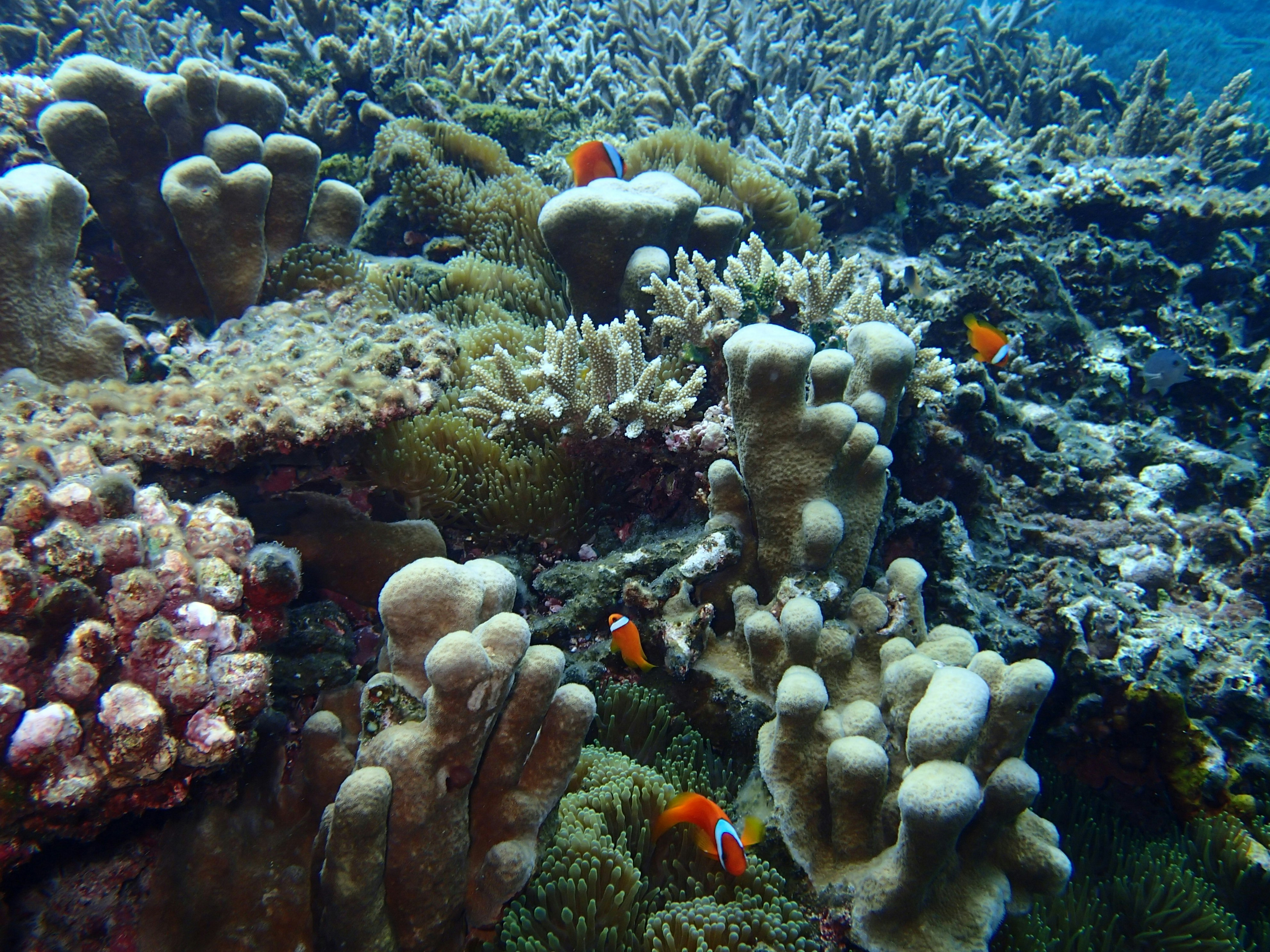 色とりどりのサンゴ礁と熱帯魚が泳ぐ海中の景色