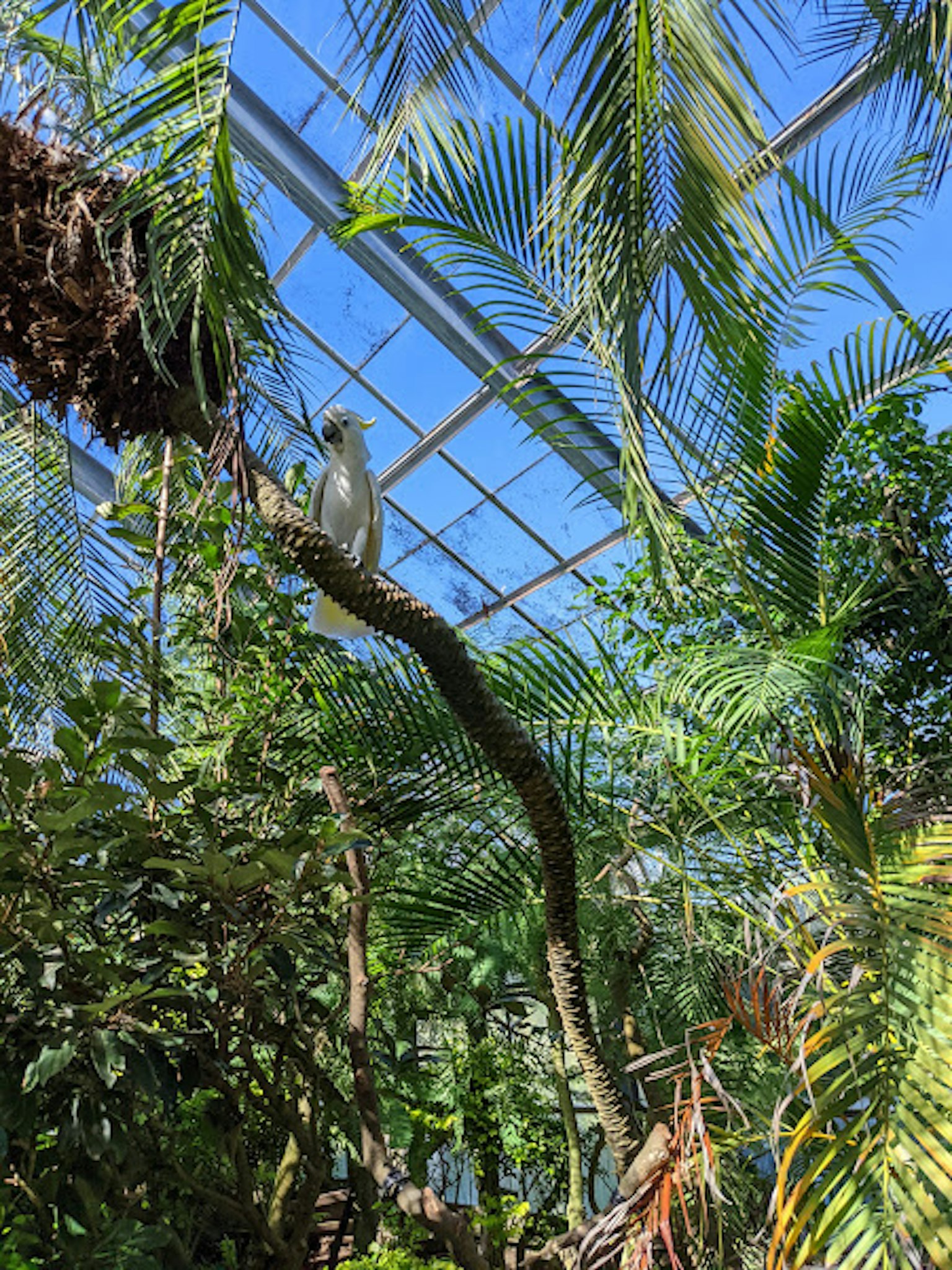 Interior of a greenhouse featuring lush greenery and a glass ceiling